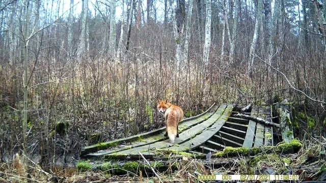 Trail Camera - Suntek HC-801B daytime video sample