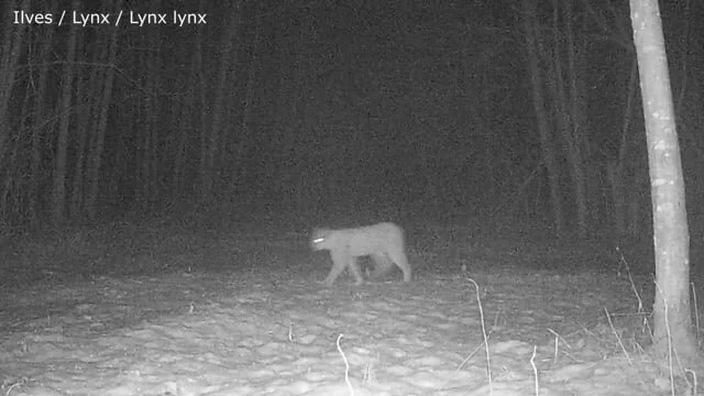 Animals at the crossroads