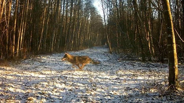 Roe deer chased by wolves