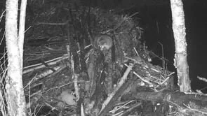 Activity at the beaver dam