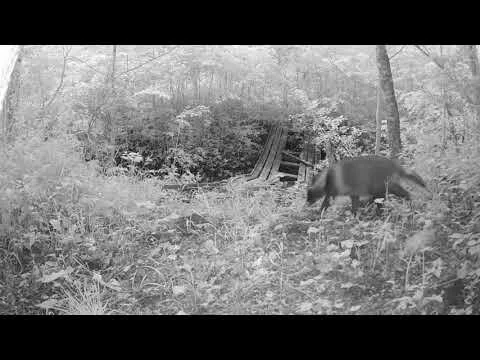 Zecre PH860 trail camera nighttime sample video