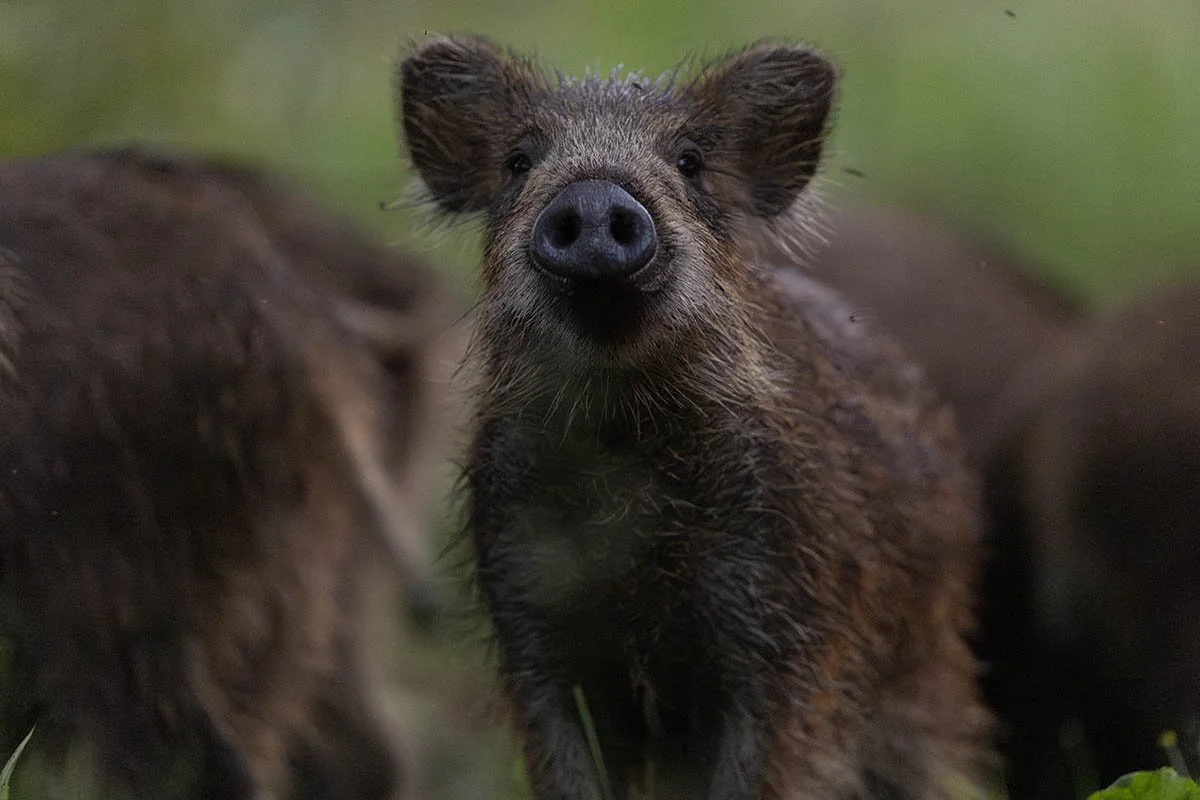 Wild boar piglet / Metssea põrsas