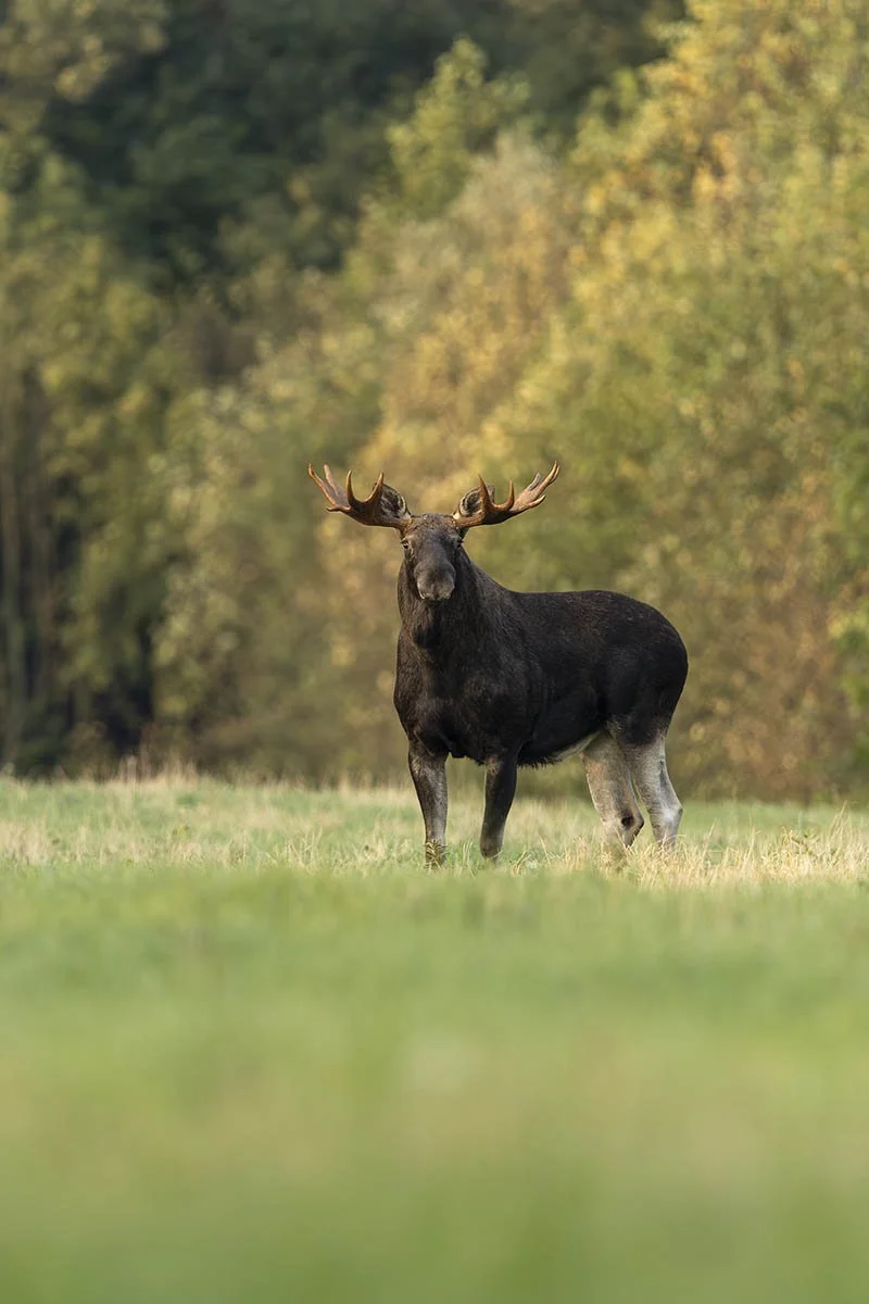 Large moose bull / Suur põdrapull