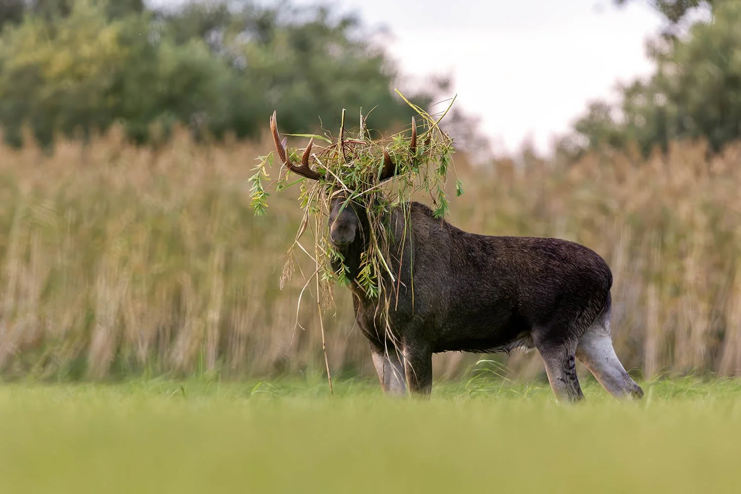  Bull Moose with Vegetation Draped Across Its Antlers / Põdrapull pulmarüüs.  