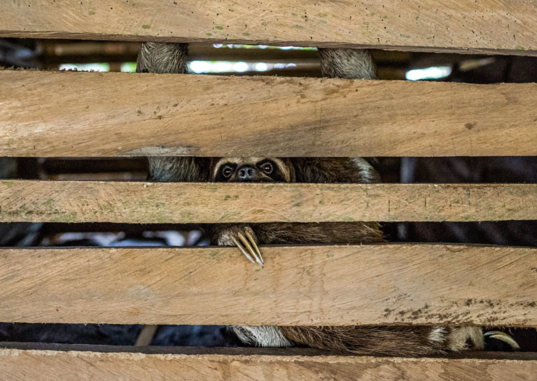 Good and Not Good Ways to Engage with Wildlife