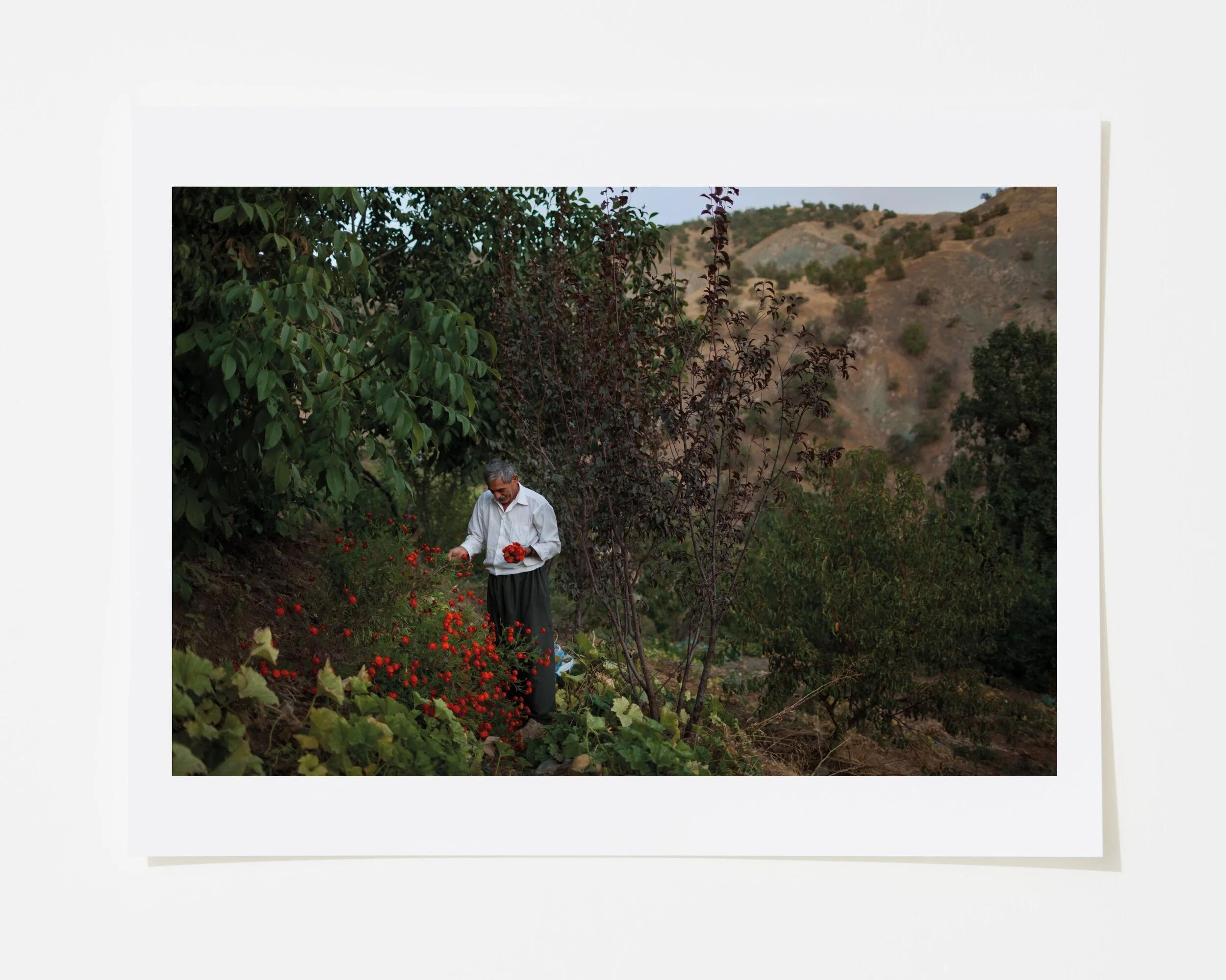 Flowers.jpg