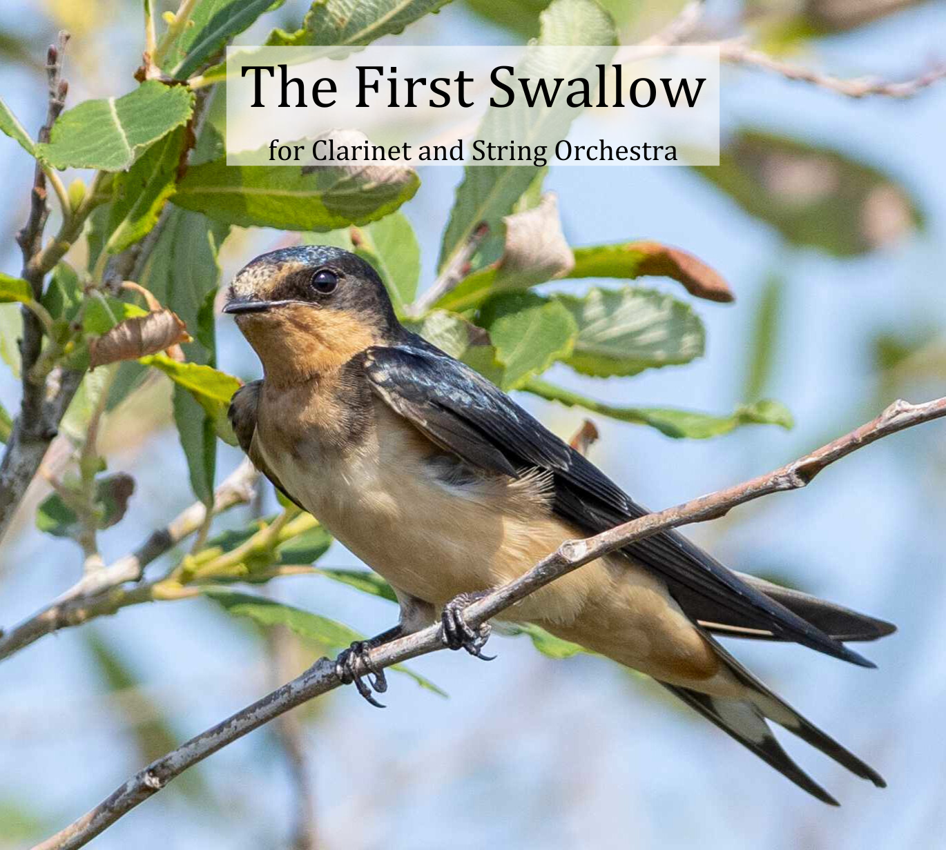 The First Swallow — Sarah Frances Jenkins