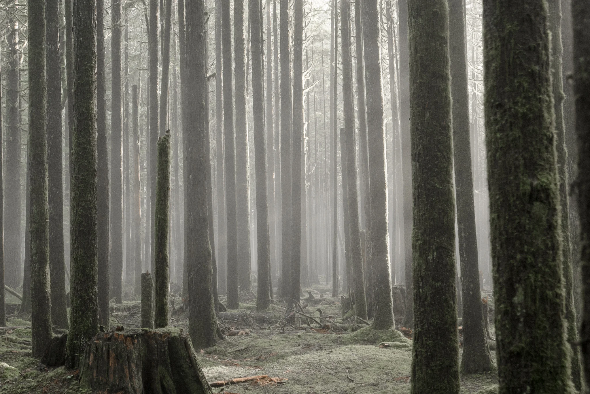 forest.jpg