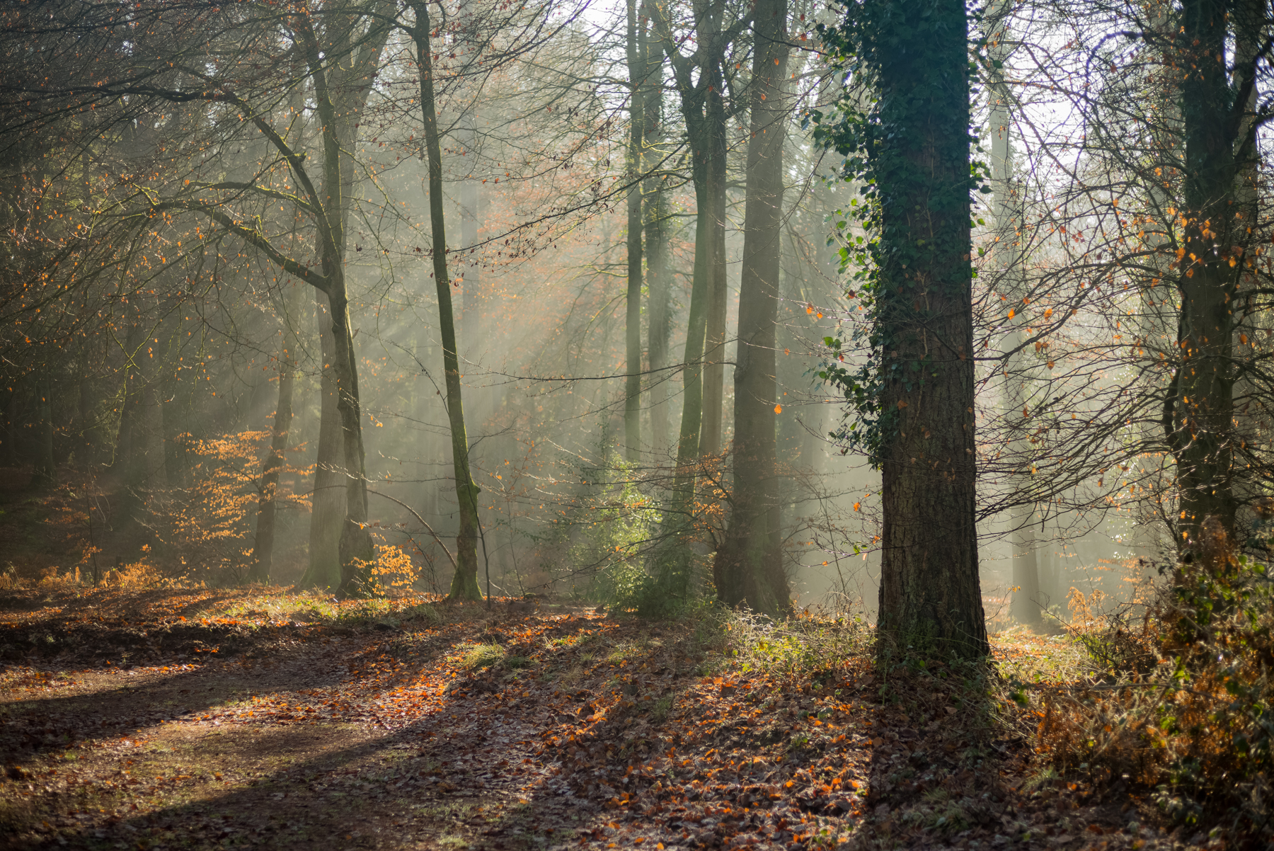 Forest of Dean near Yat Rock