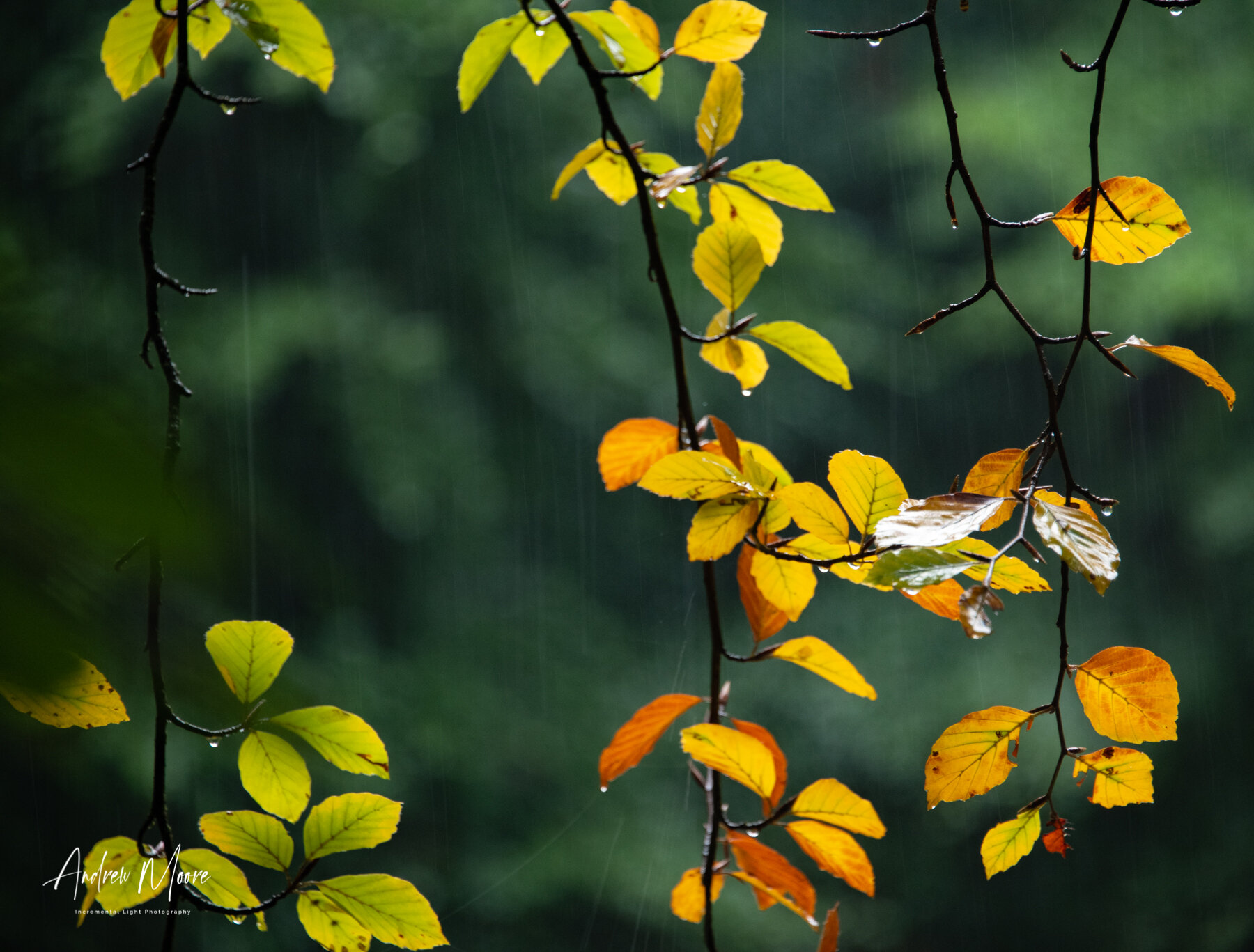 Autumn Colours Despite The Rain