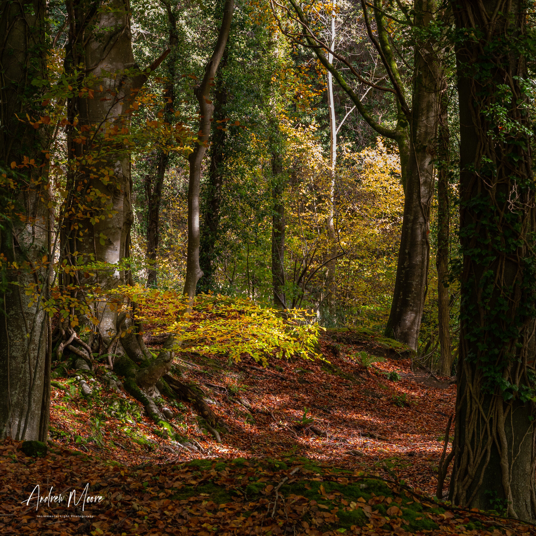 Wye Valley-17.jpg