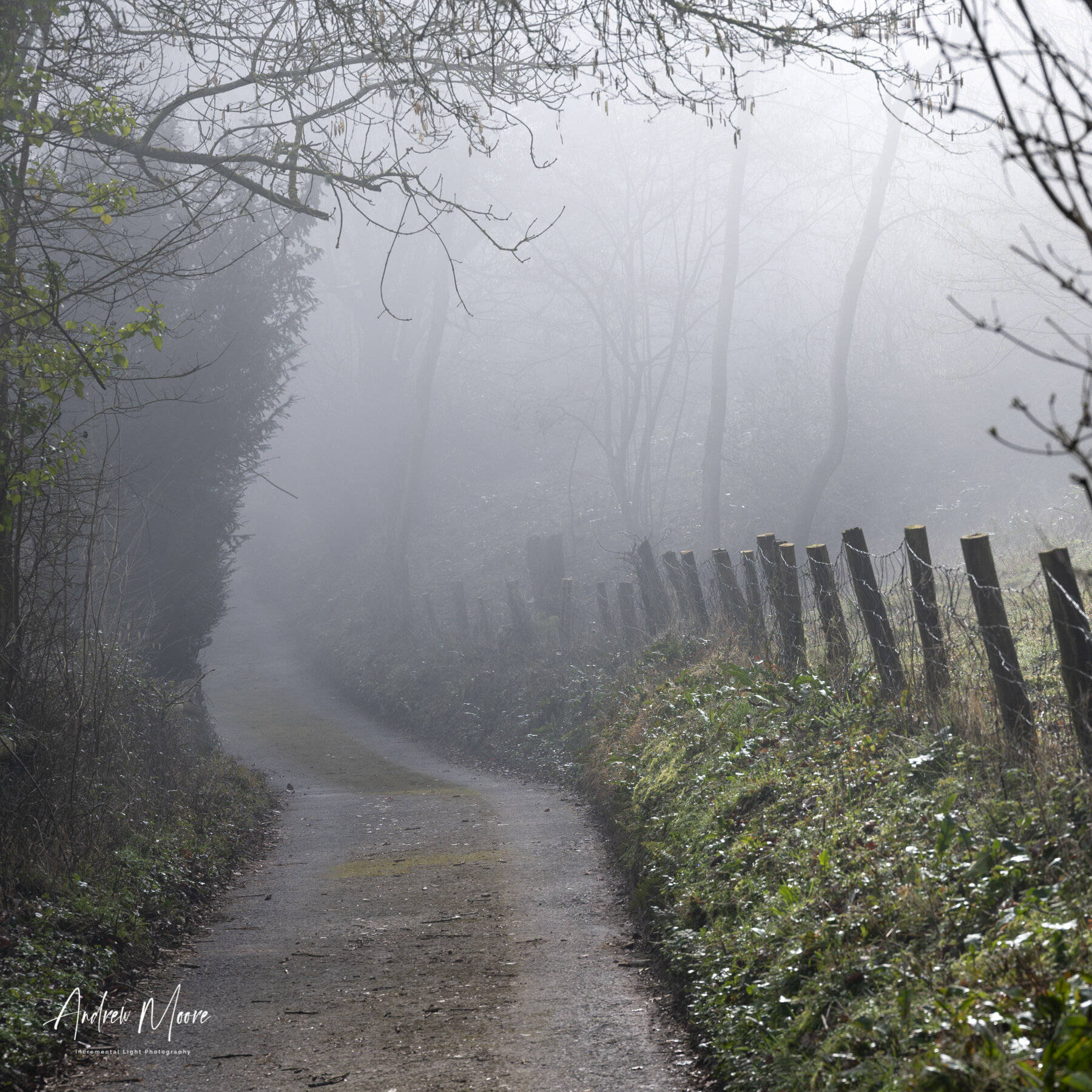 Misty Morning Stroll