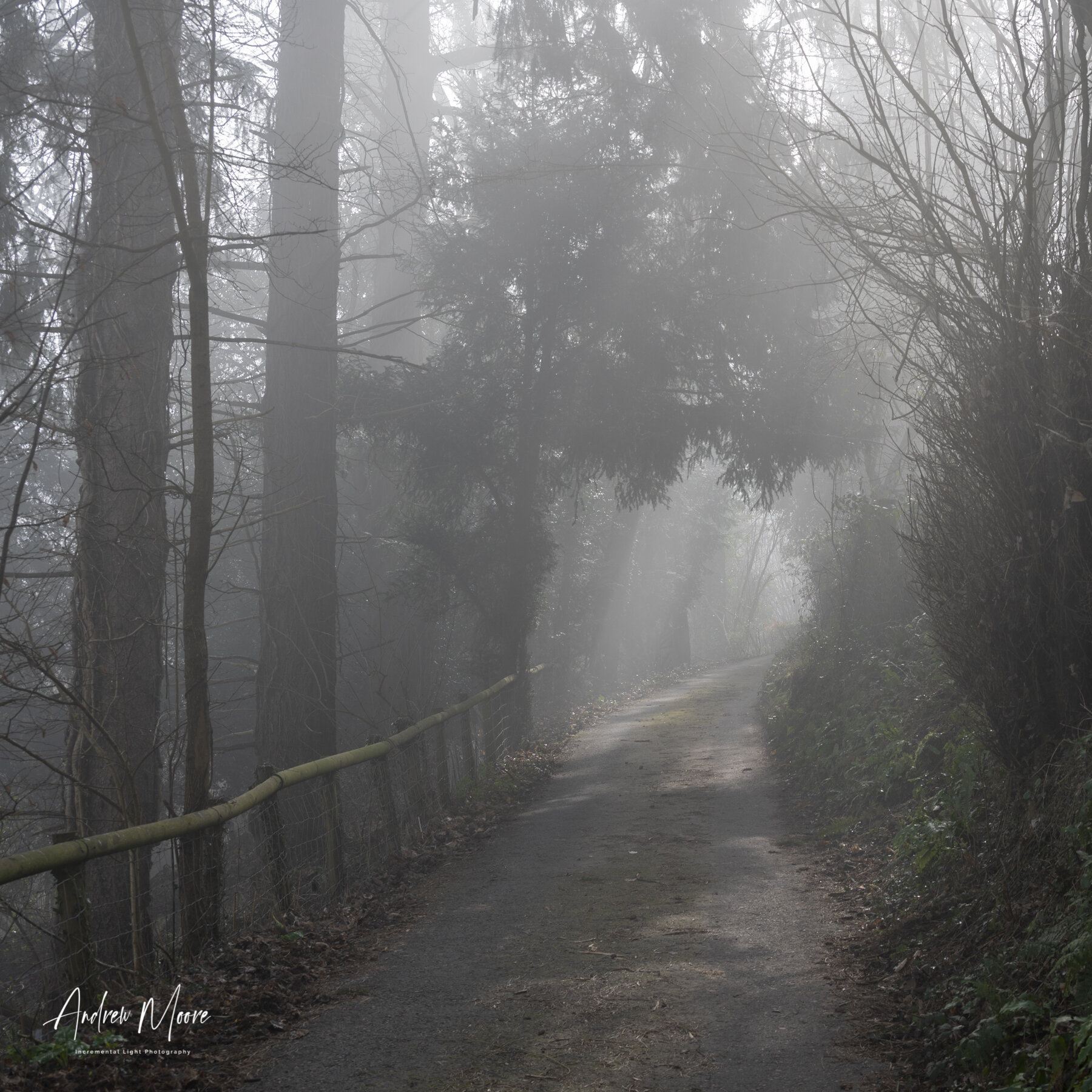 Misty Morning Too