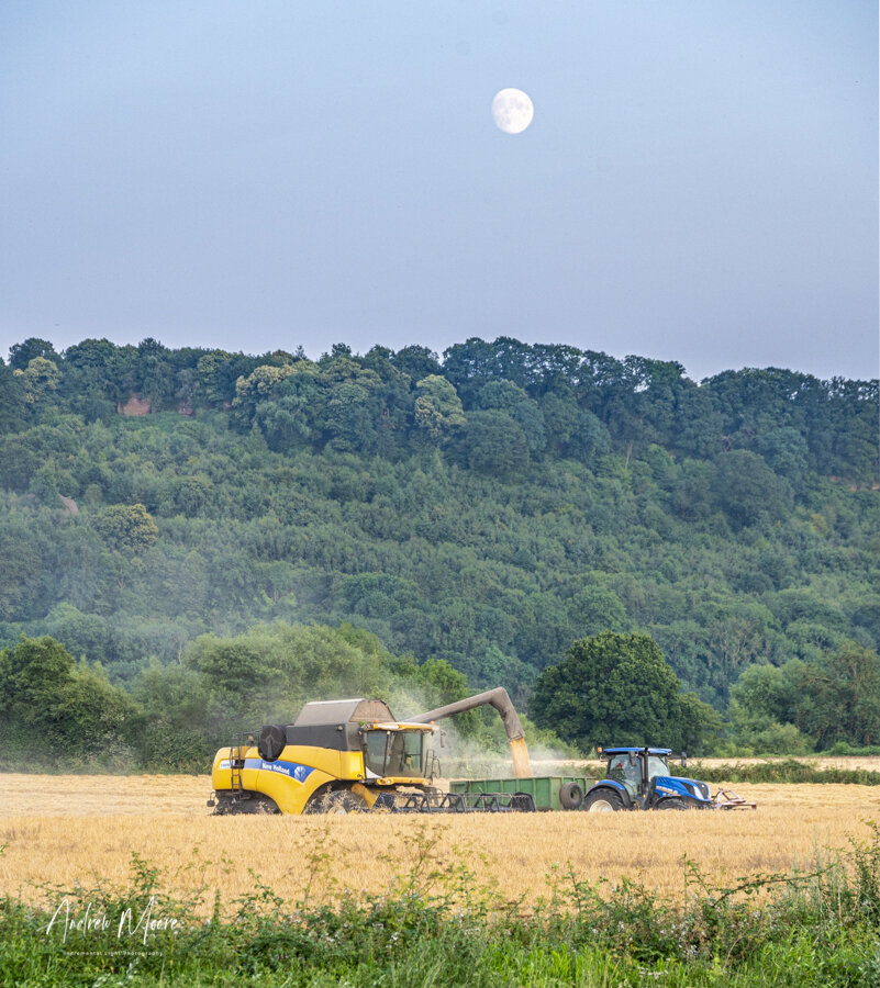 Harvest Evening