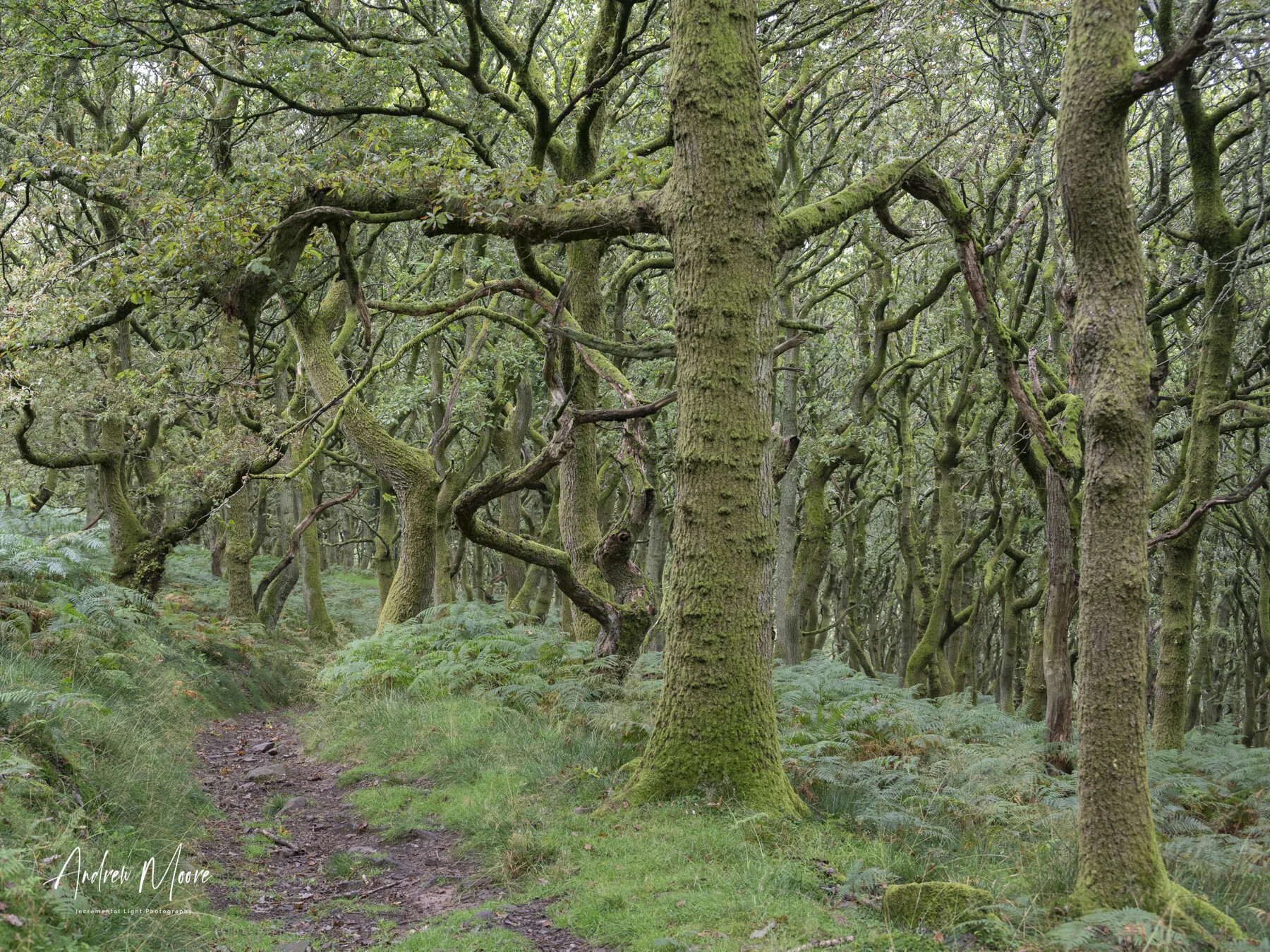 The Twisted and Gnarled Oak ForestWhat a sight this will be in a couple of weeks when the ferns turn golden brown and the mist envelops the trees. Definitely a time to return with the camera.