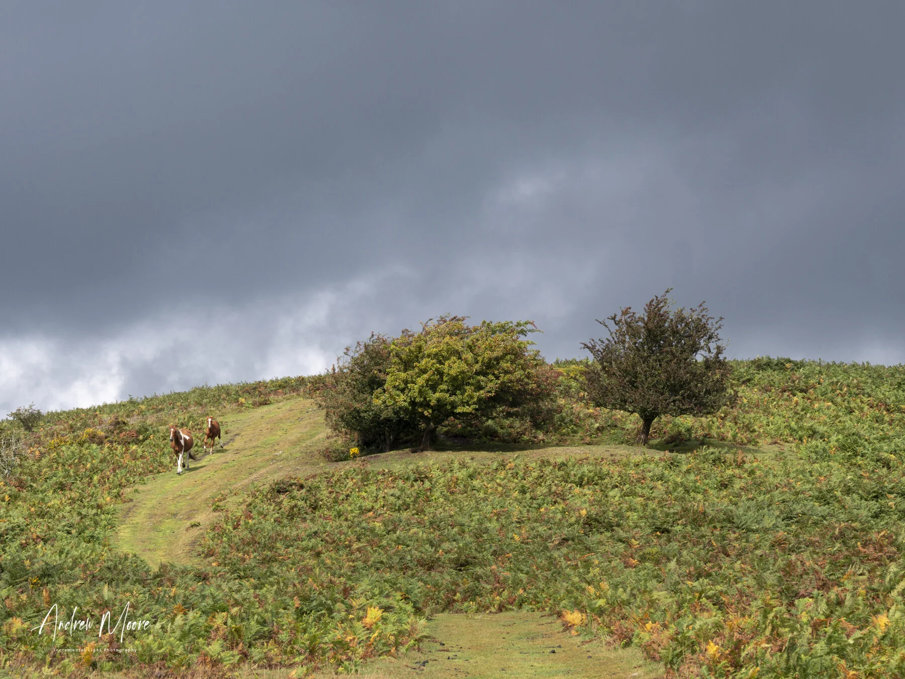Sunshine On A Rainy DayThis picture sums up the day really.  Sun, rain, clouds and wild ponies.  Amazing landscape and typical British weather.