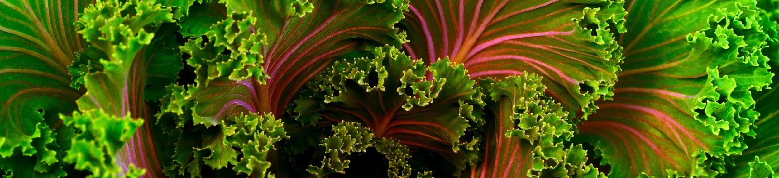 Kale banner.jpg