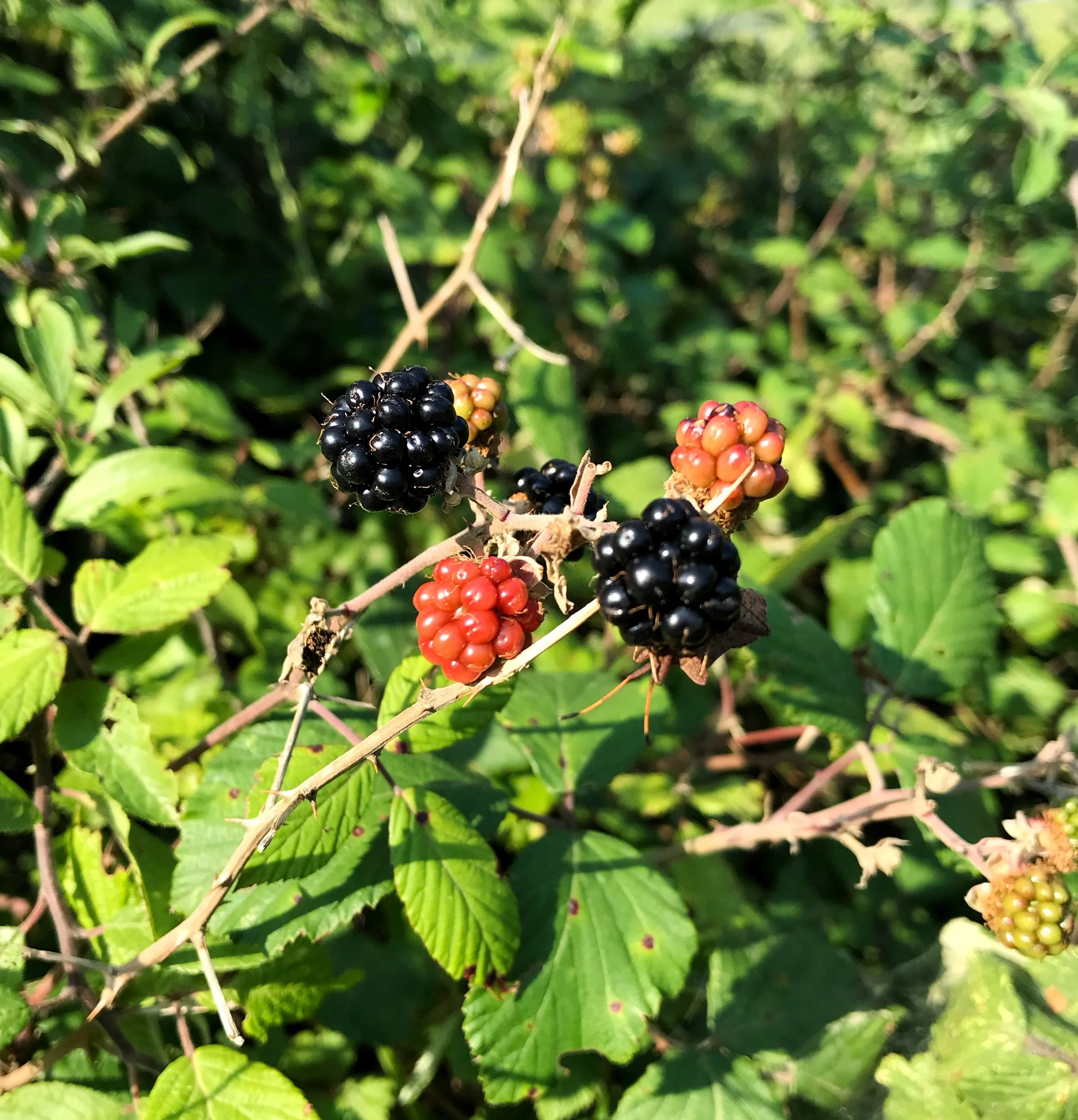 blackberries.jpeg