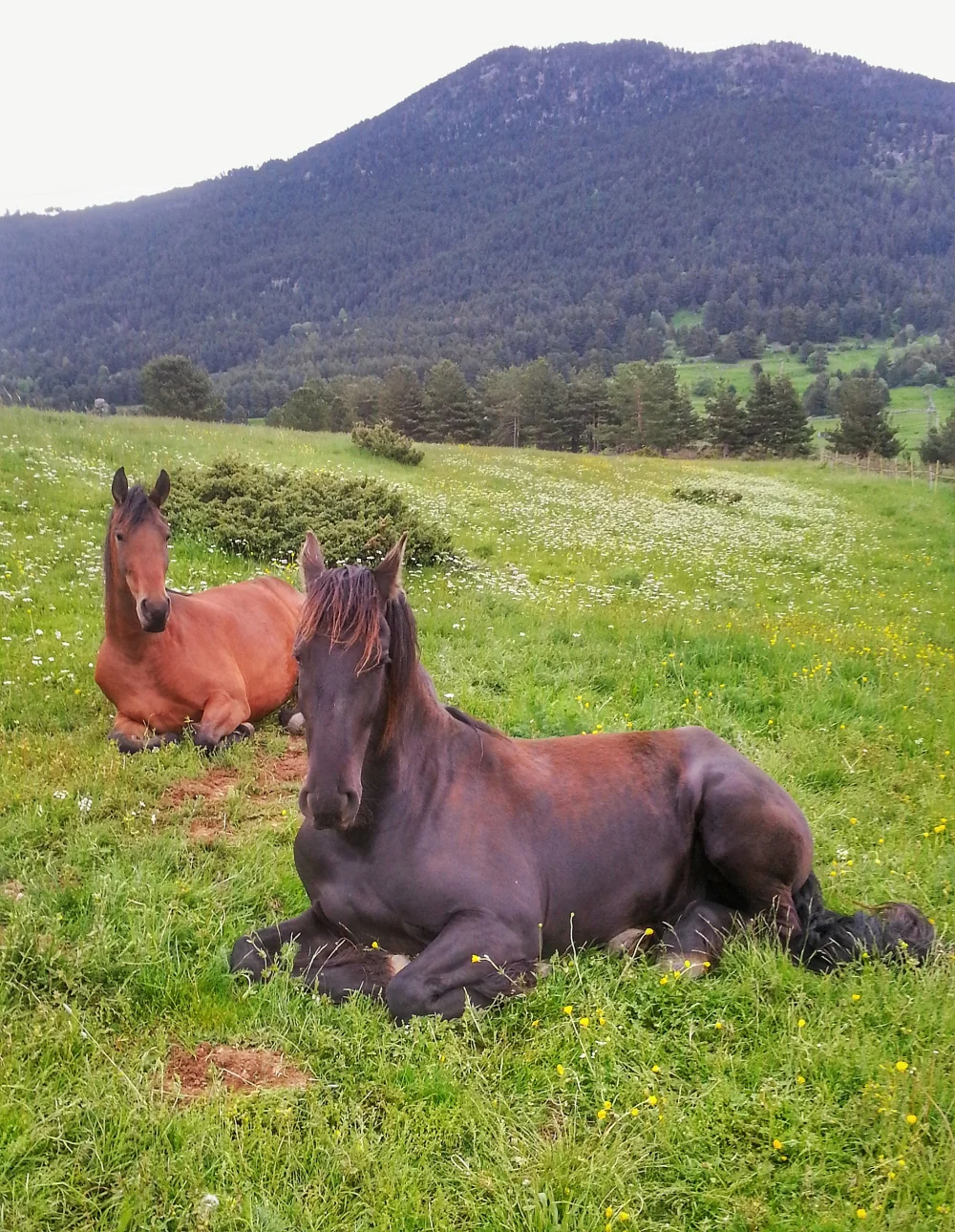 horses.jpeg