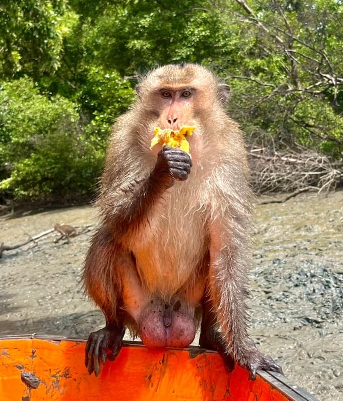 Tourists enjoy time Monkey Feeding with private tour from Bangkok Thailand