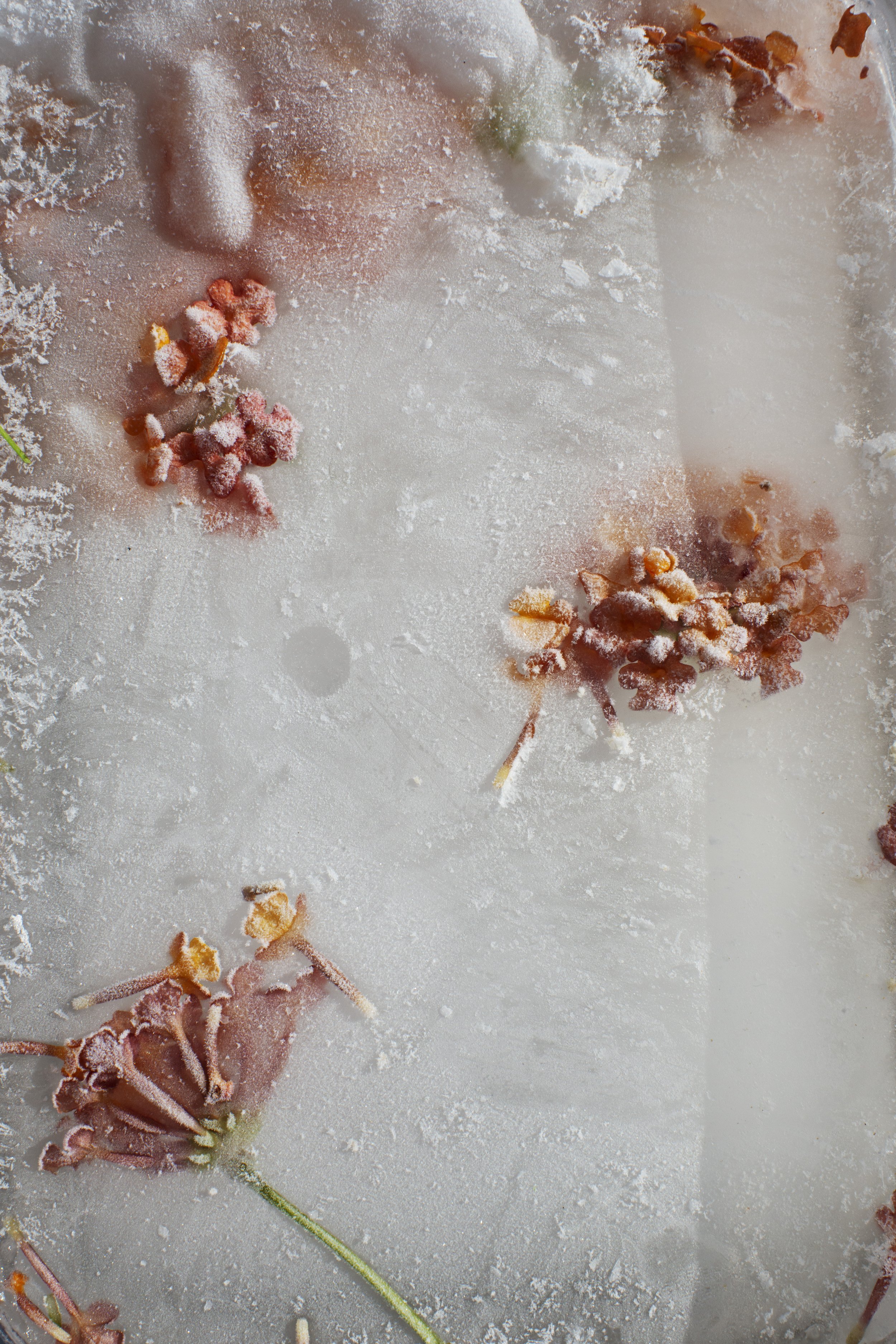 14_frozen flowers.jpg