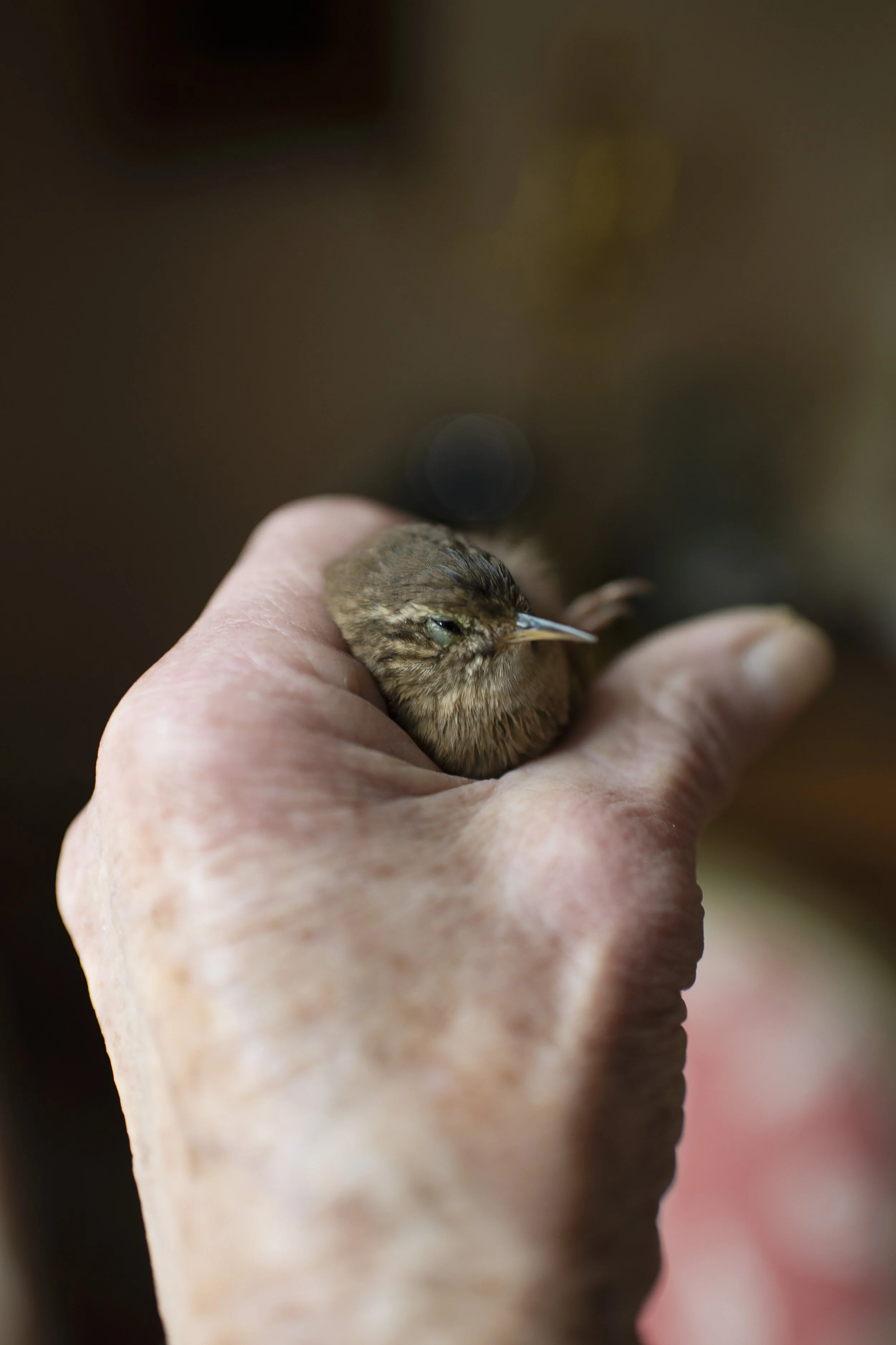 bird 2.jpg