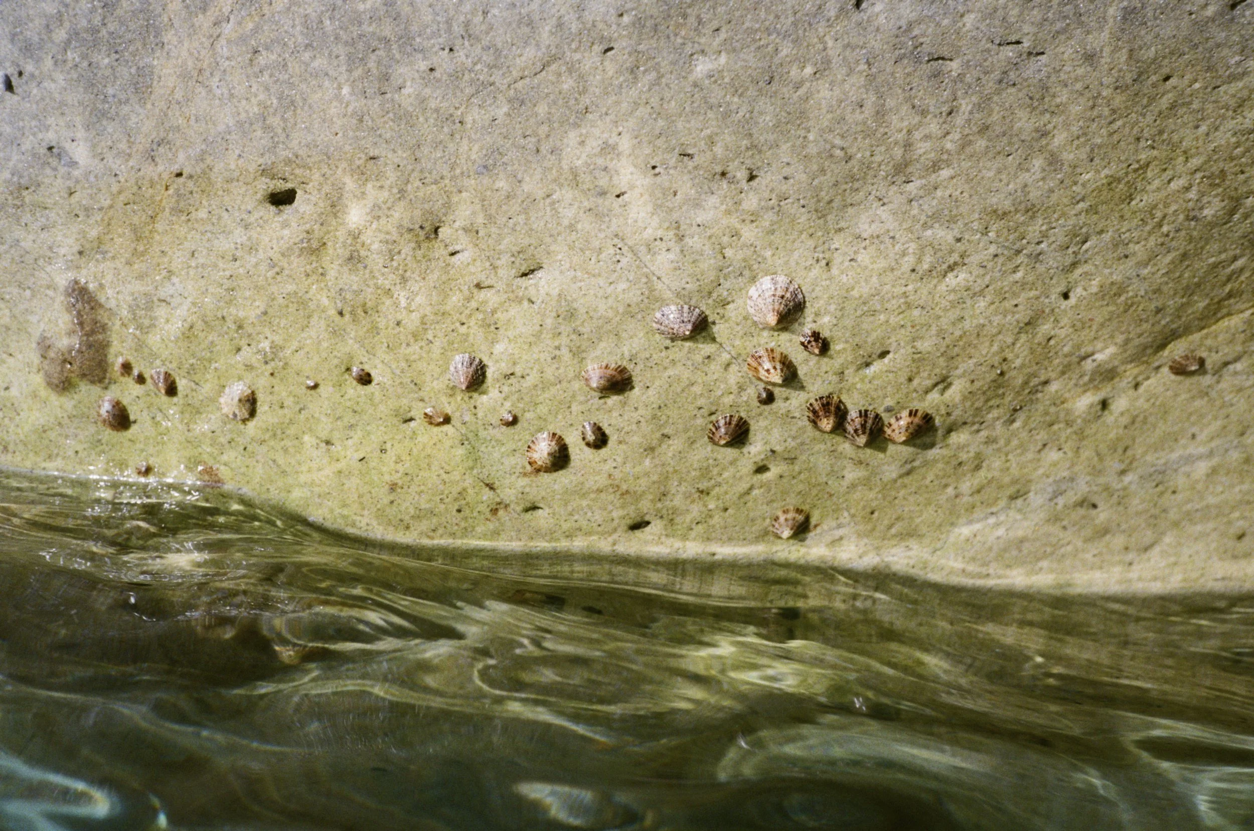 coquillages rocher_1.jpg