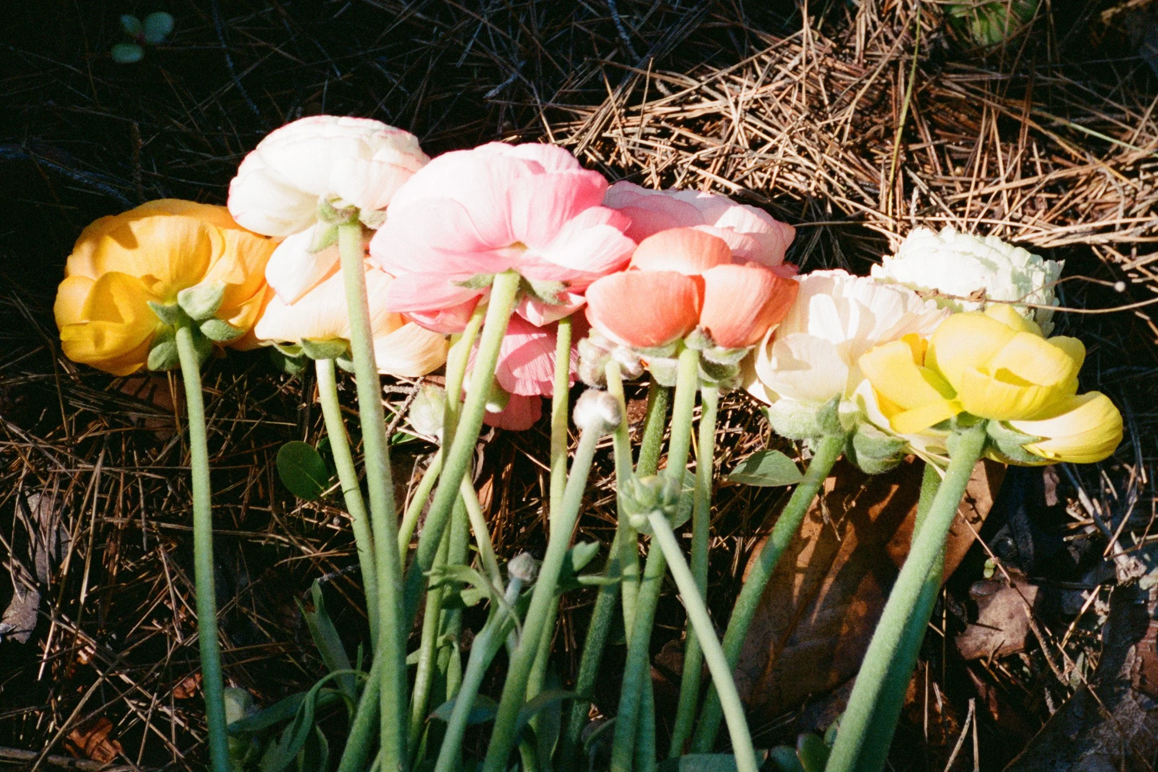 flowers_3.jpg