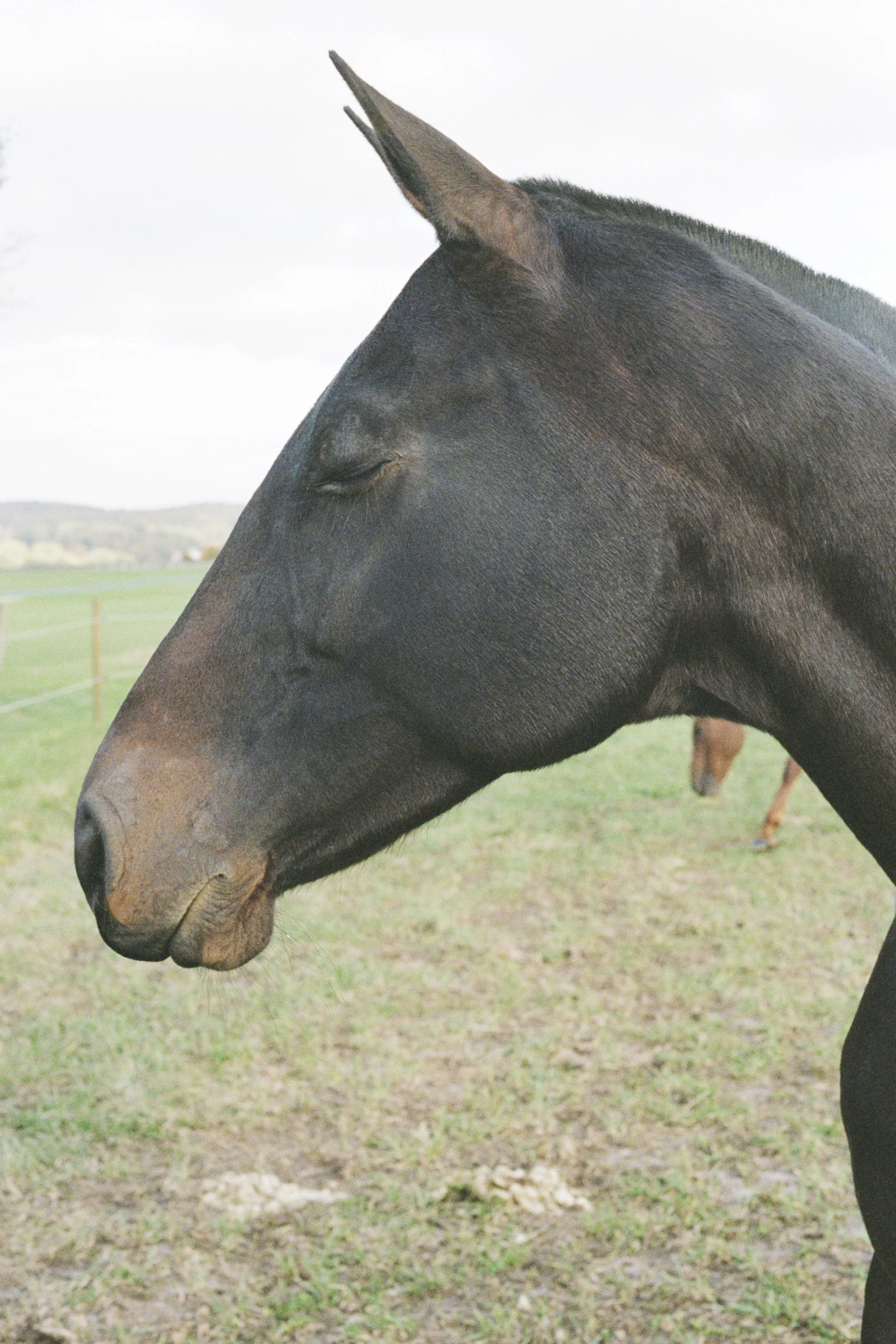 horse_magdeleine.jpg