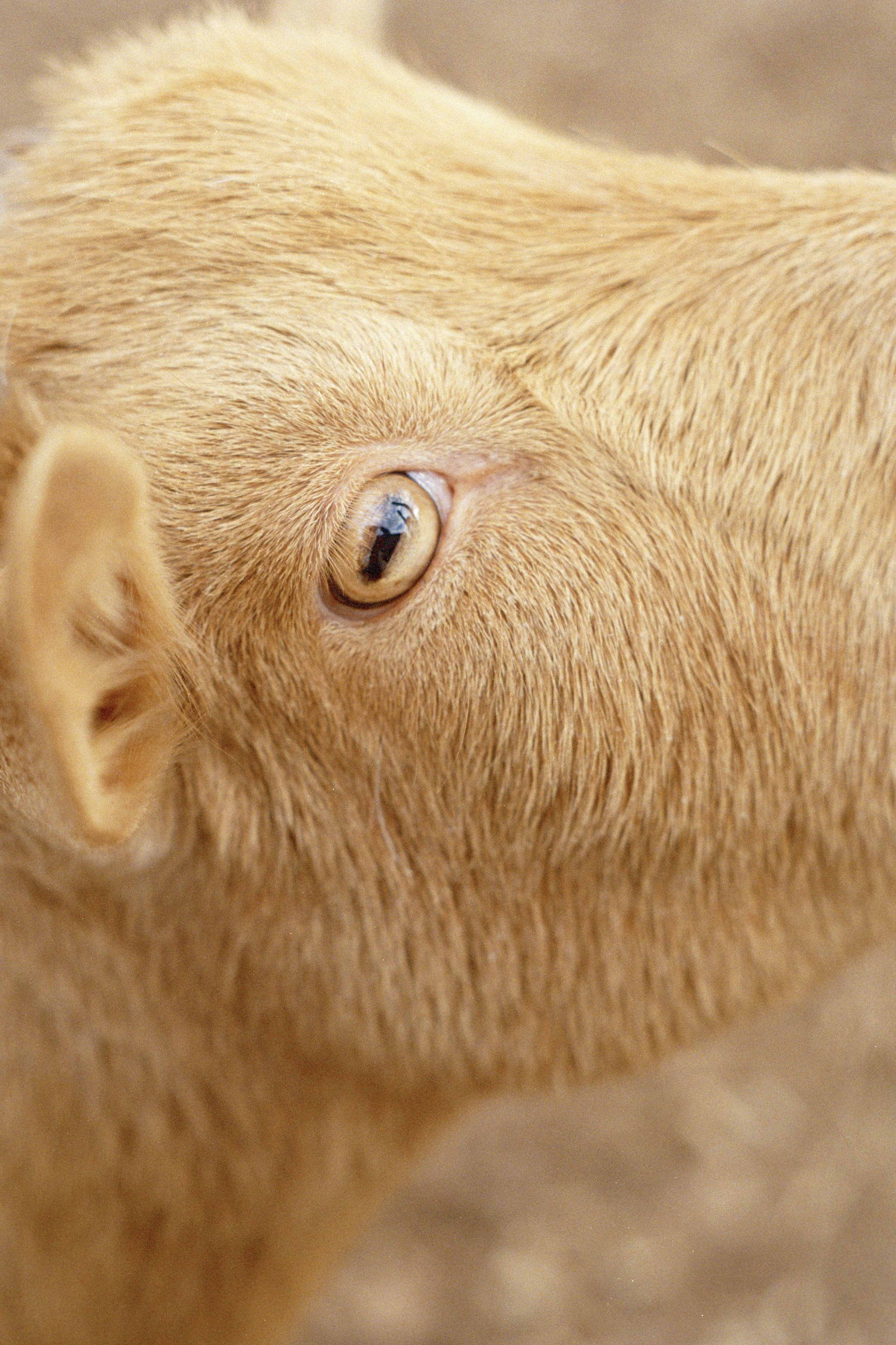 Goat eye_1_edit.jpg