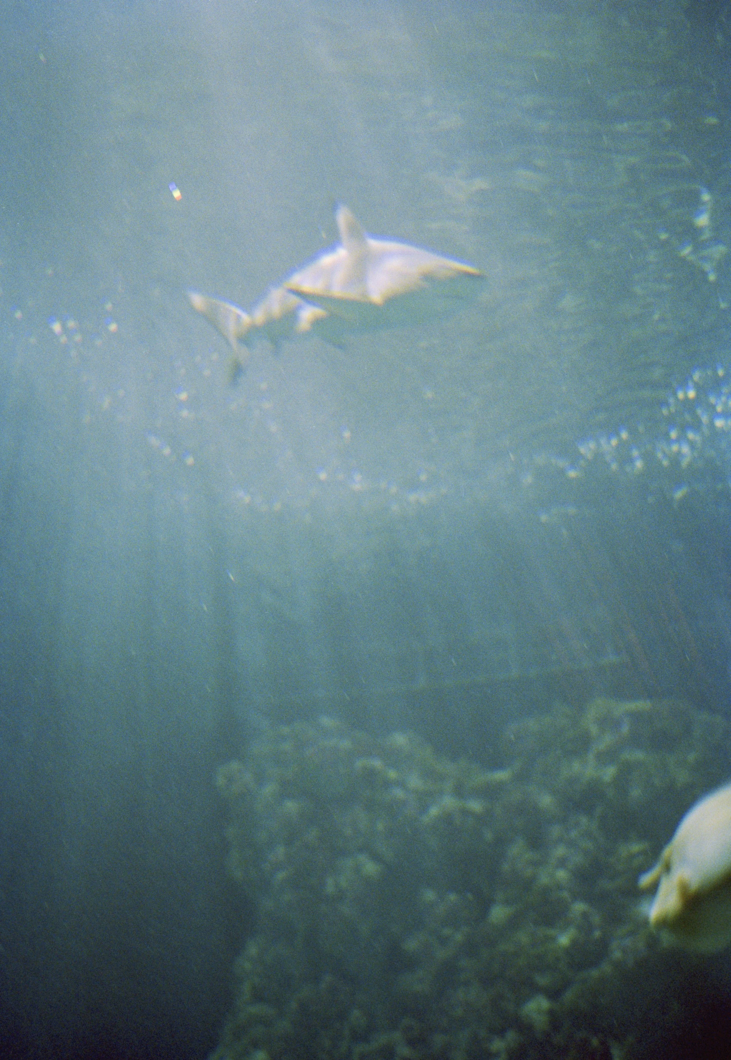 REQUIN_edit.jpg