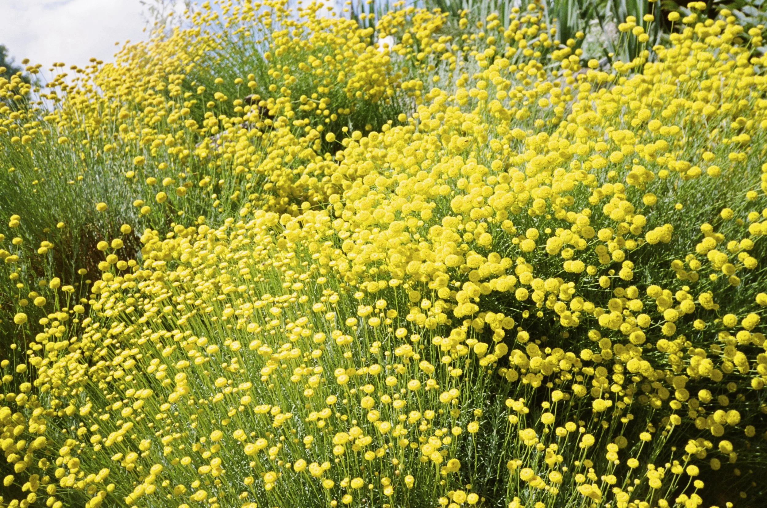 yellow flowers botanical garden_1.jpg
