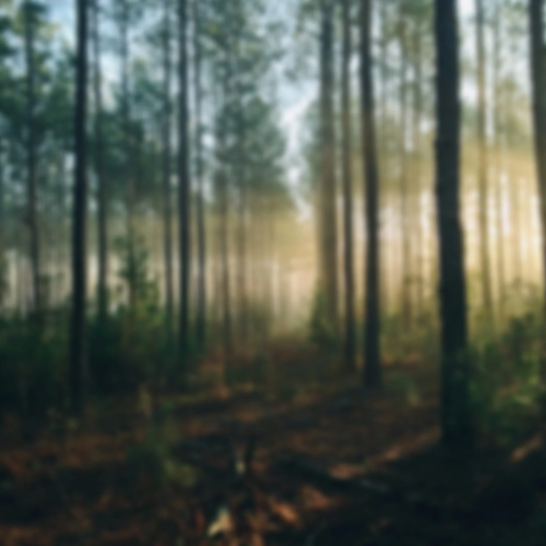 Blurred forest