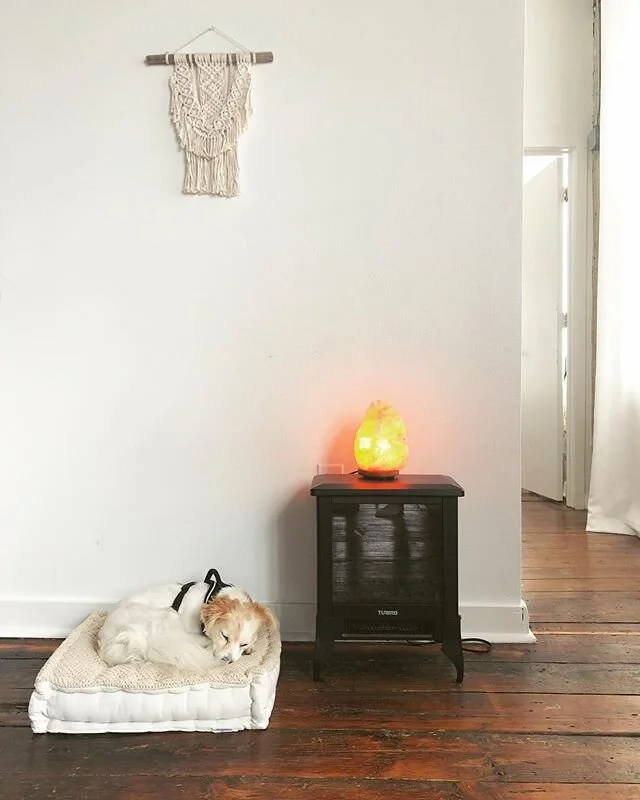 rescues are the best 🐶💤 this tiny baby never stays more than 4 ft from me.