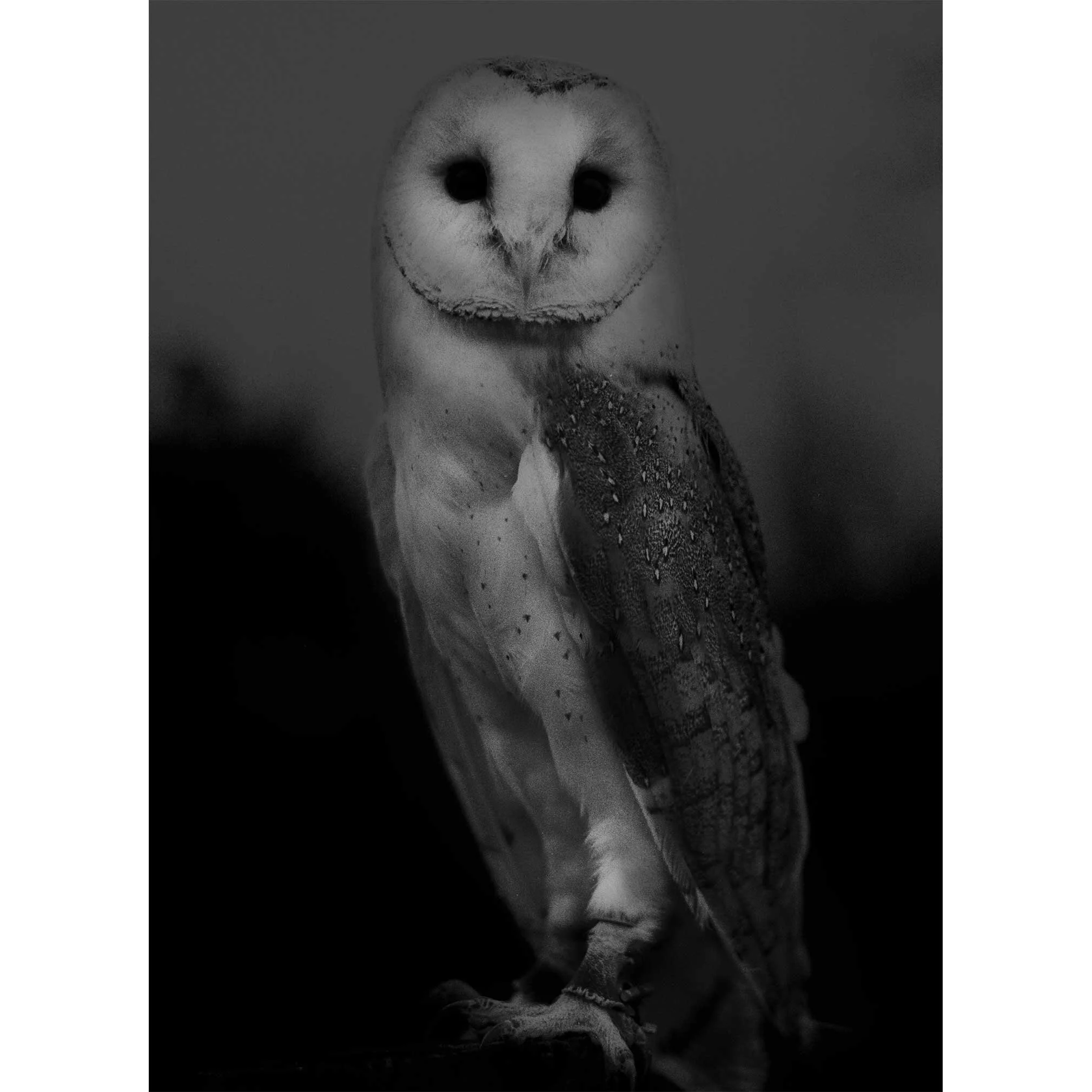 Untitled (Nature Study) 1 by Sophy Rickett features in Photographs for the Trussell Trust 