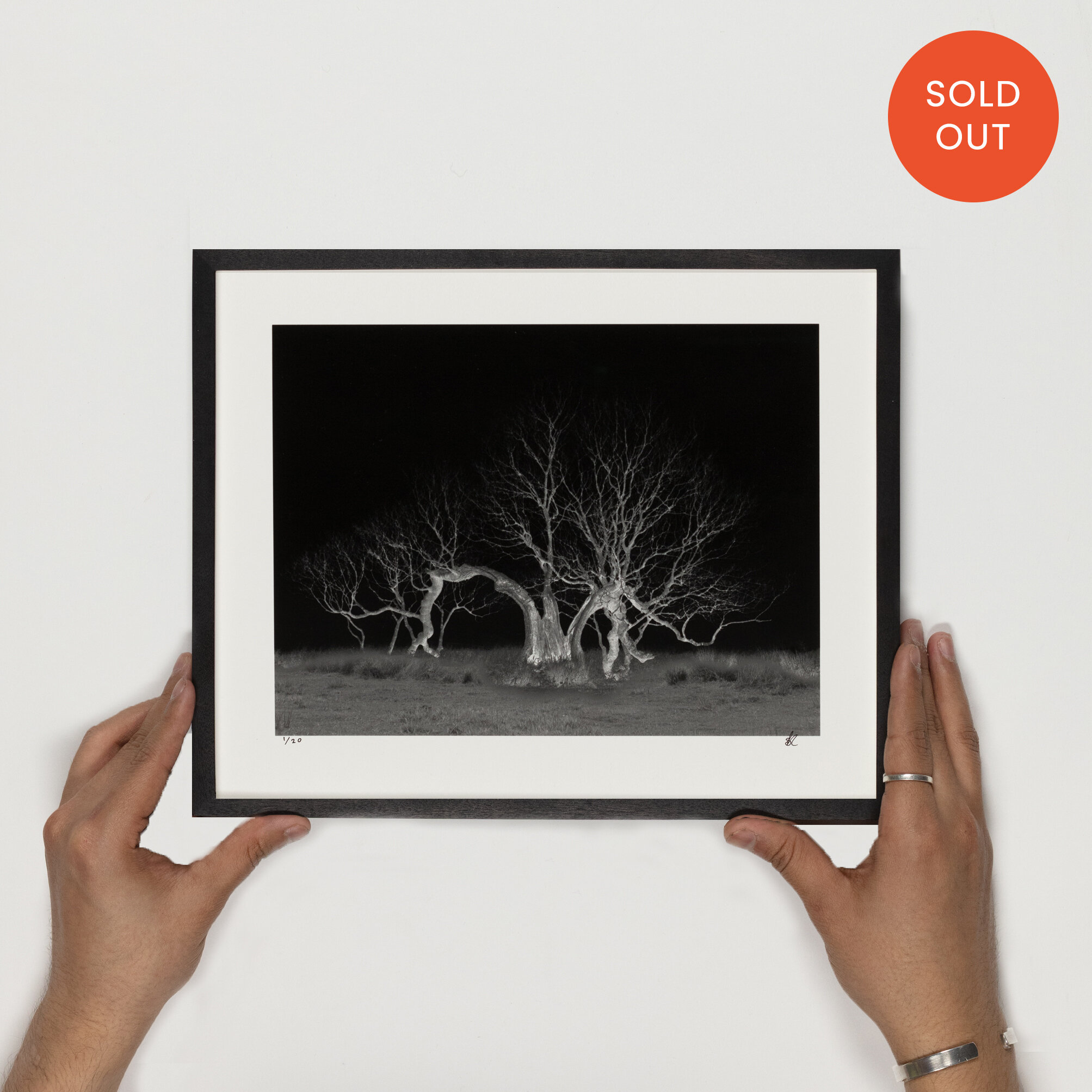 Sophy Rickett, Lightning Tree