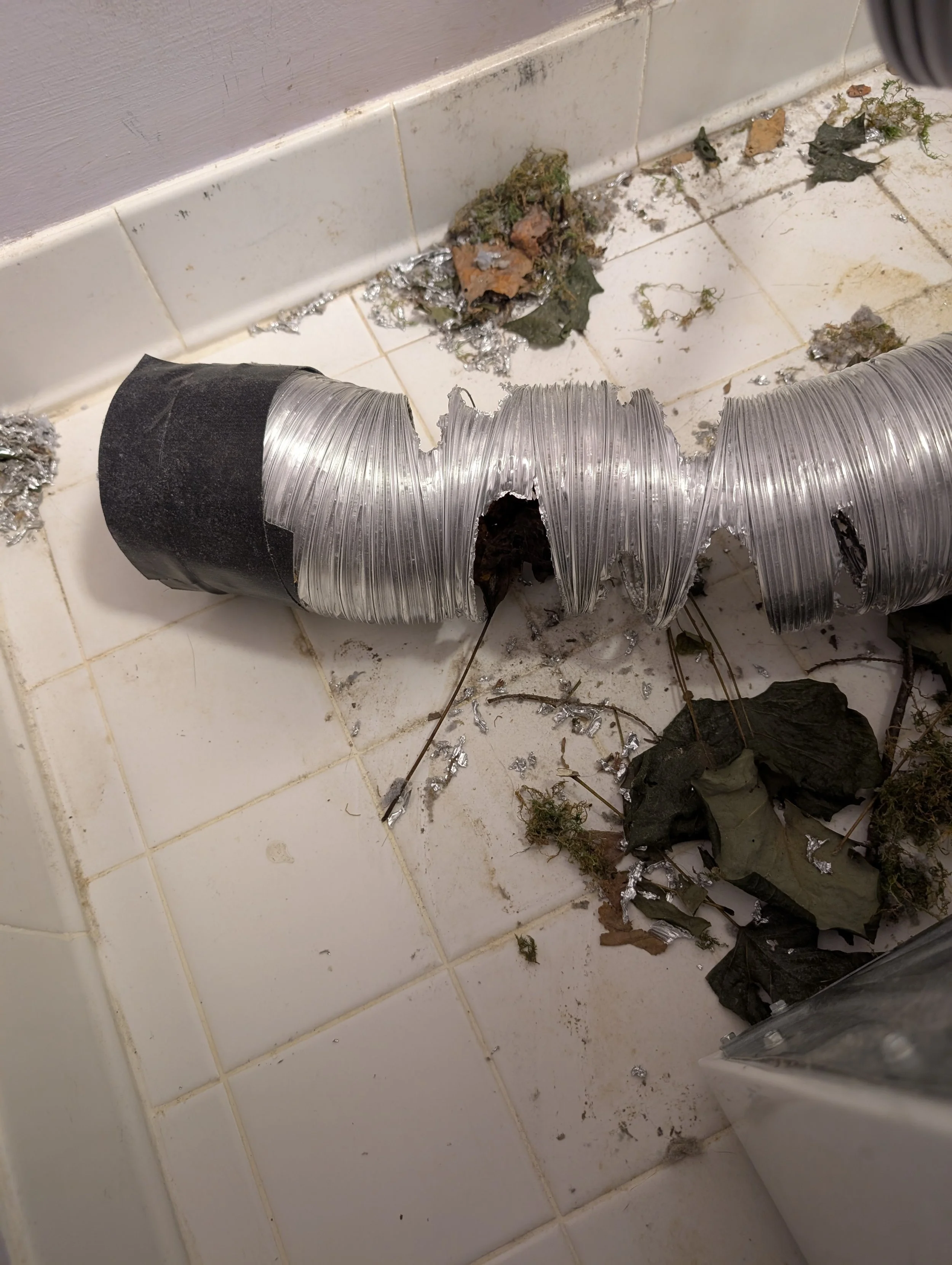 Squirrel Dryer Vent Photo.jpg