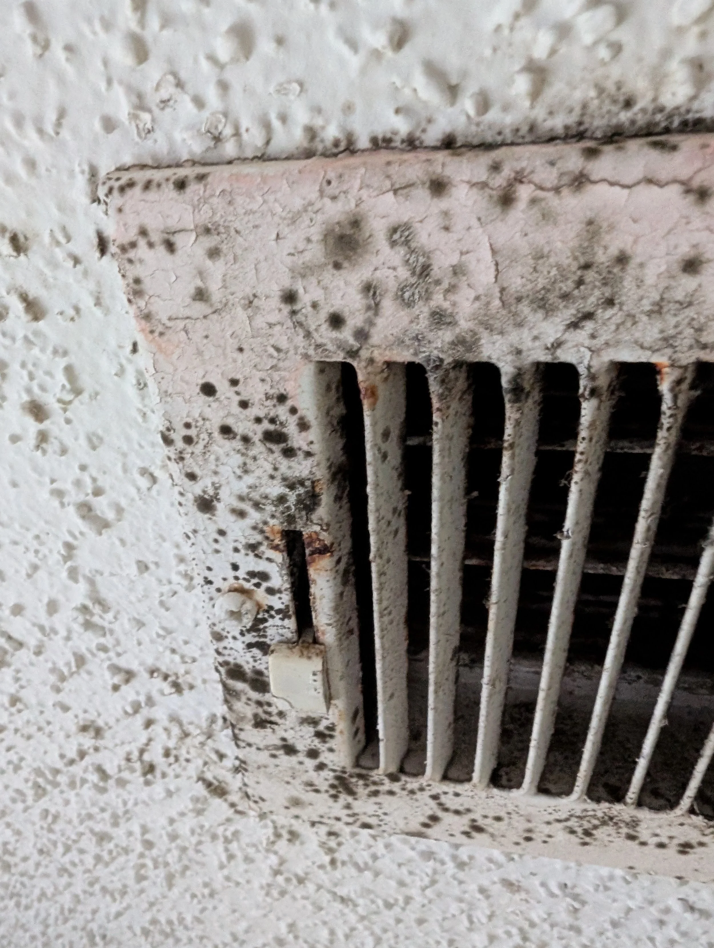 Fresh Air Photo 4.jpg