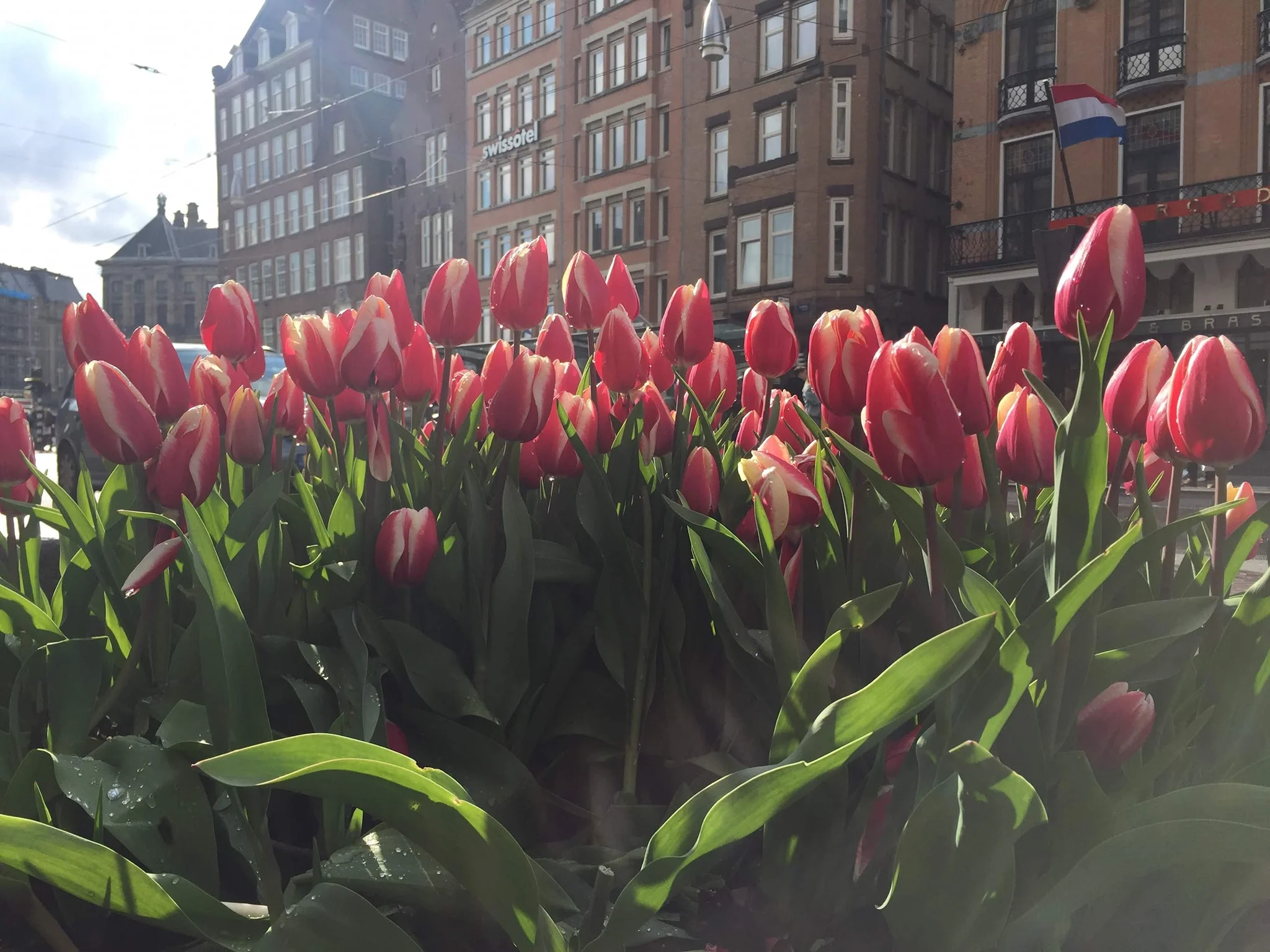 Tulips, Amsterdam.
