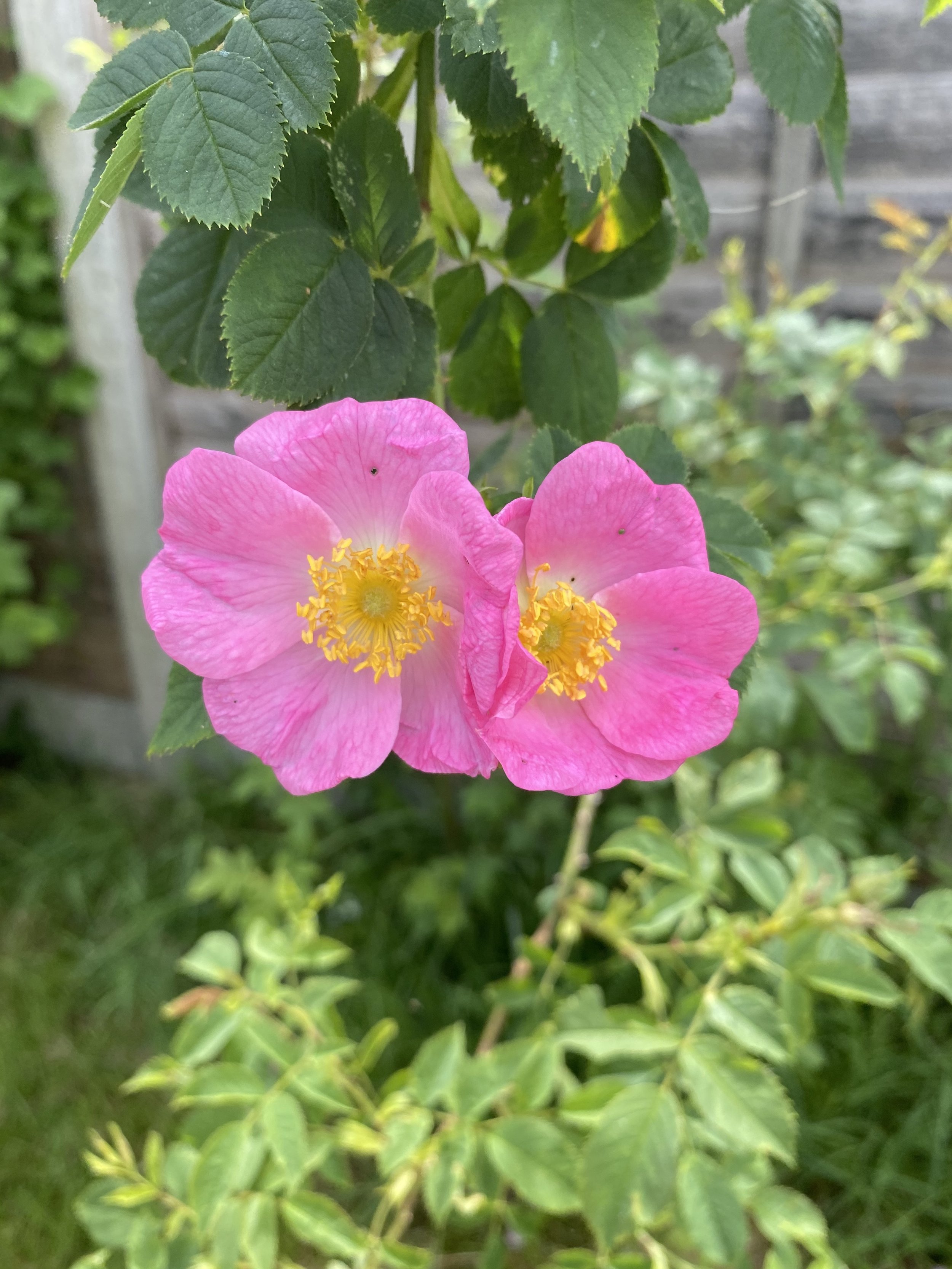 Heart Activation with Rose
