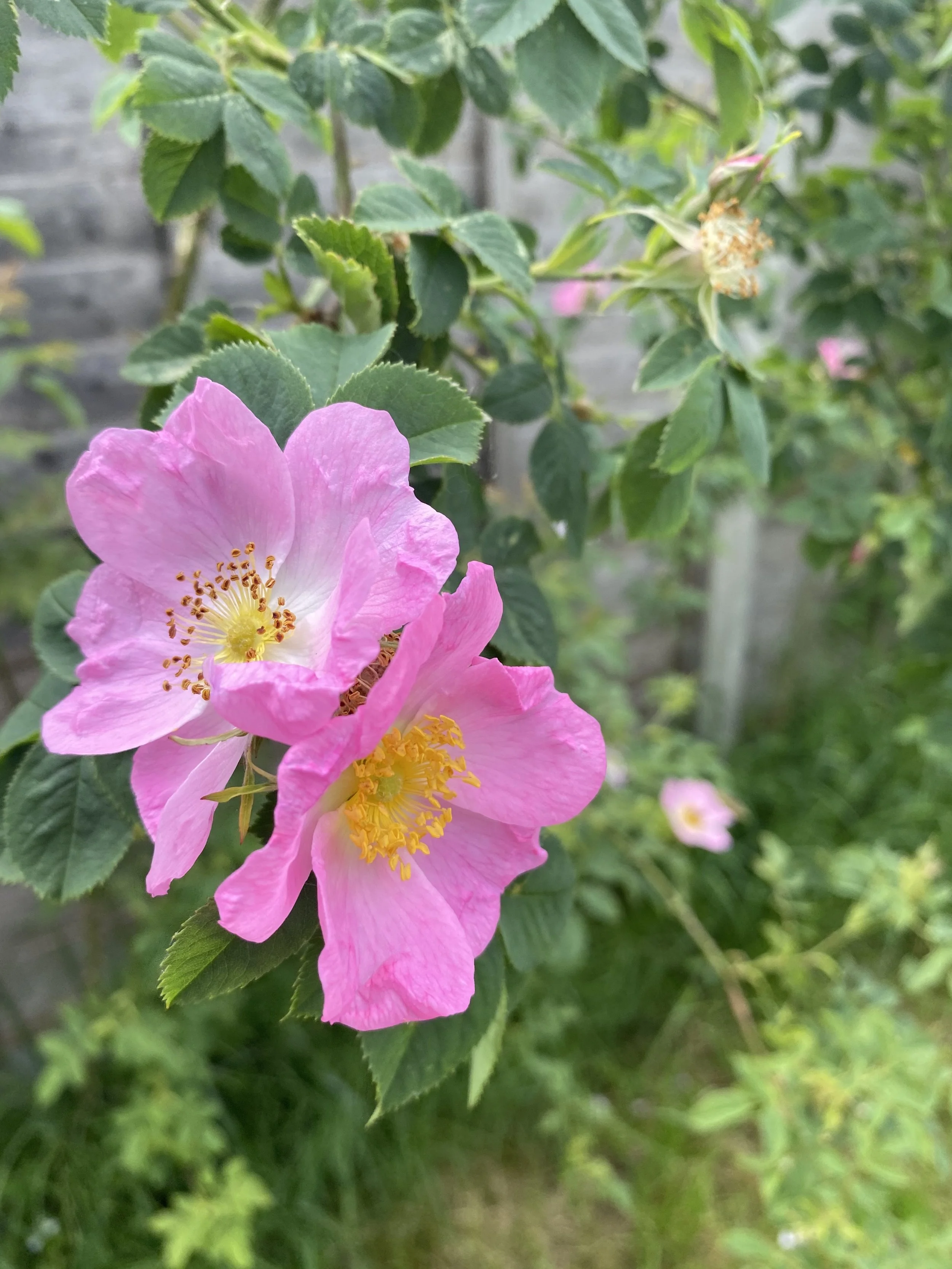 IMG_3717.jpeg