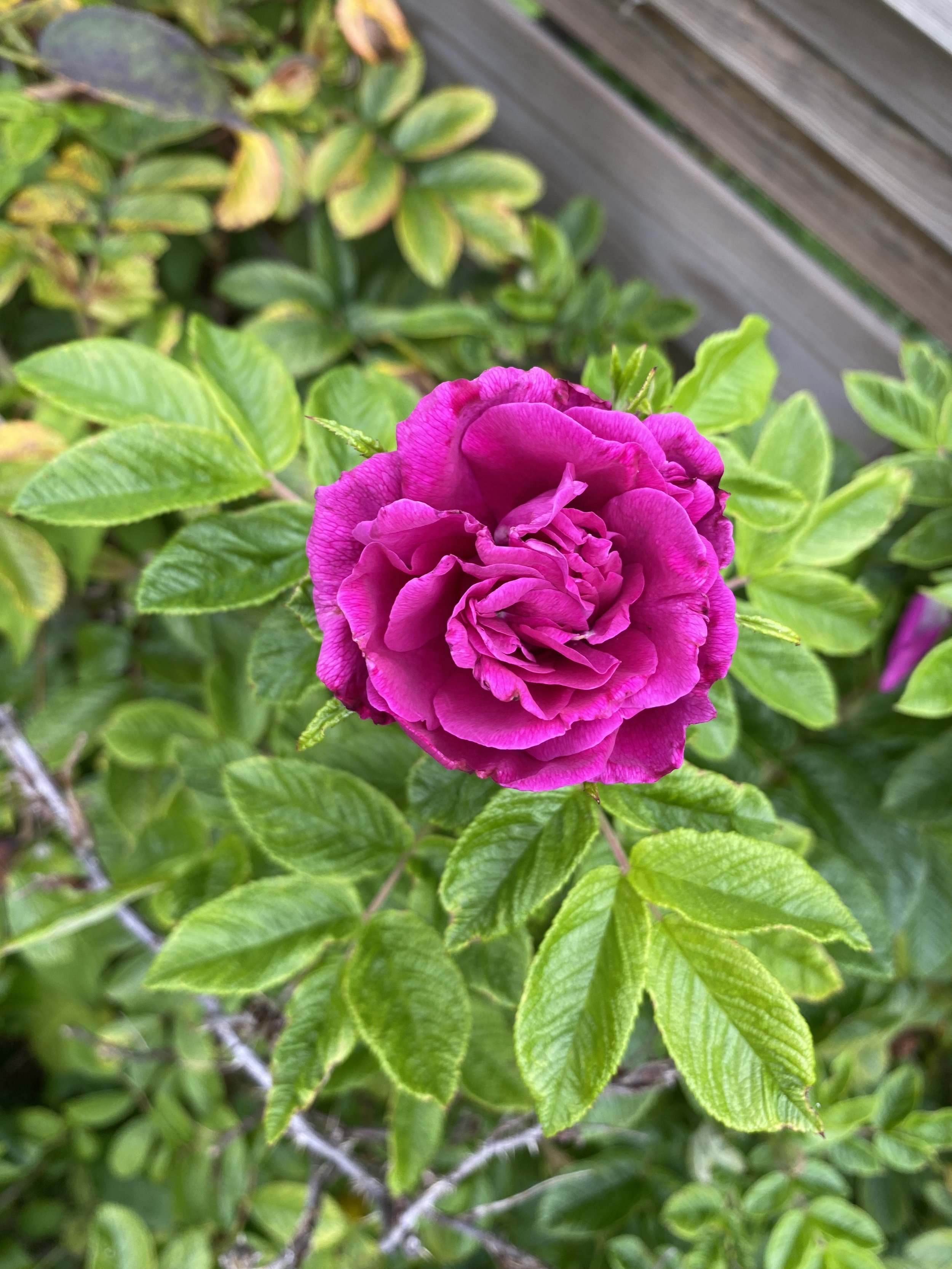 Heart Activation with Rose