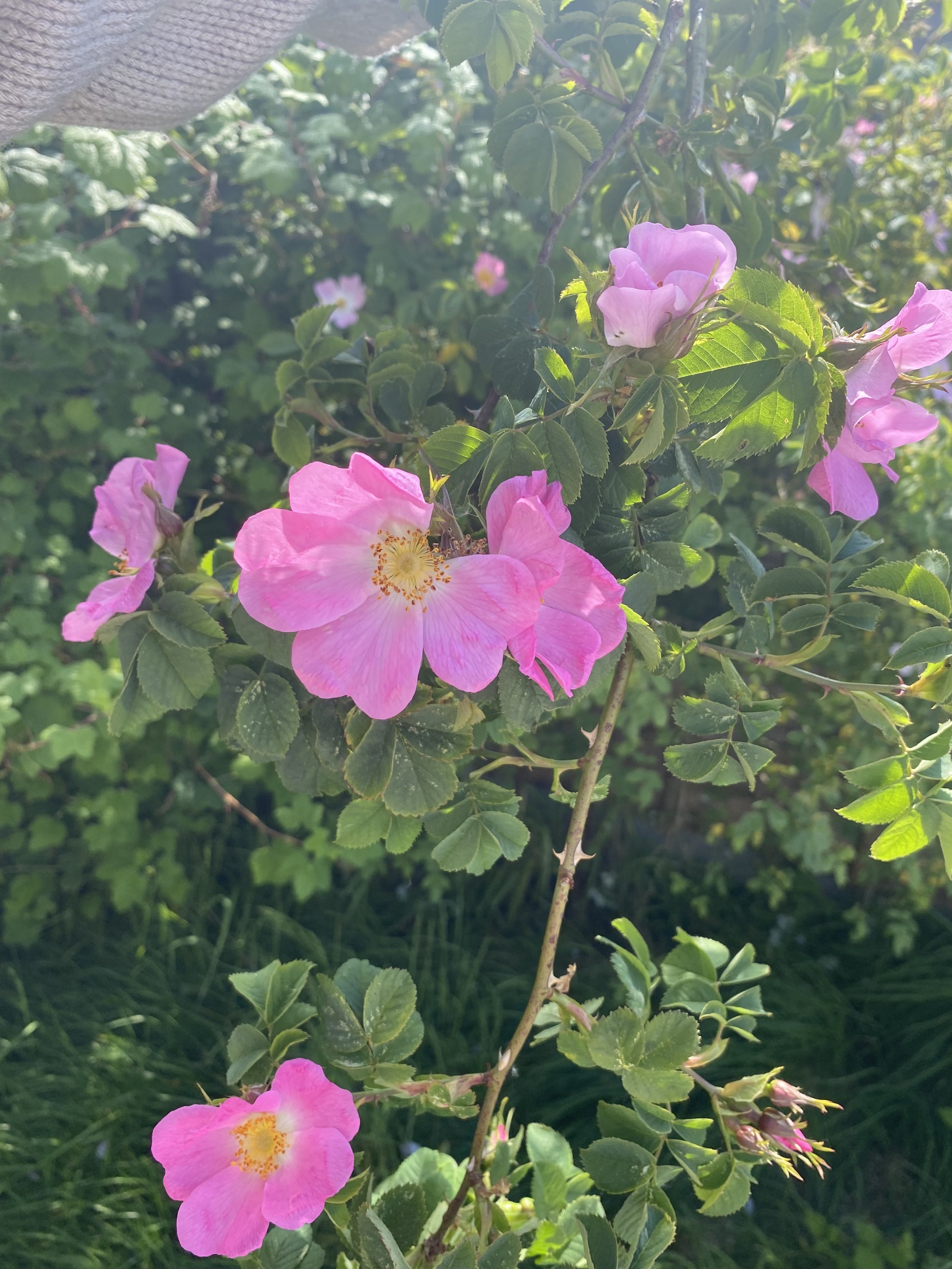 Heart Activation with Rose