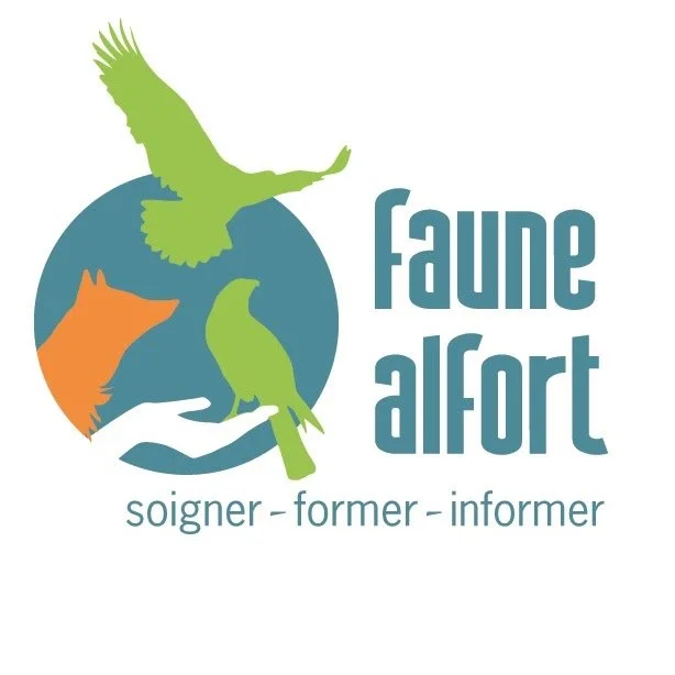 FAUNE ALFORT.jpg