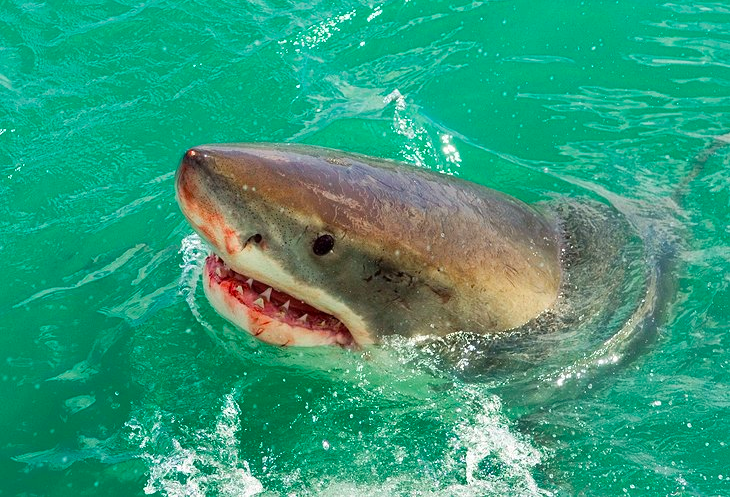 Great White Shark Cage Dives