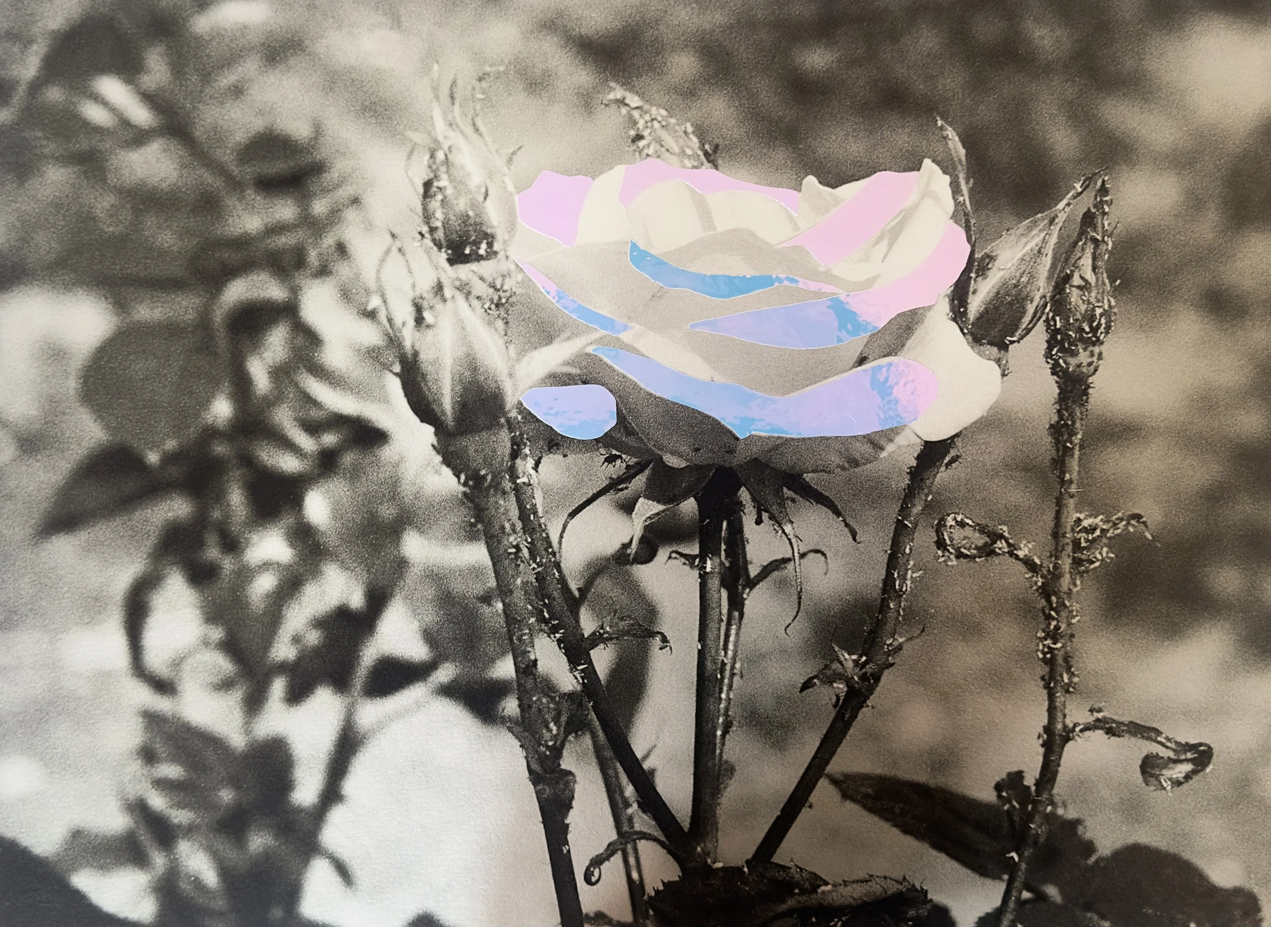 GIGI_GULDAS_VENUS_GAZE_12x16_2024_MIXEDMEDIA_790.jpg