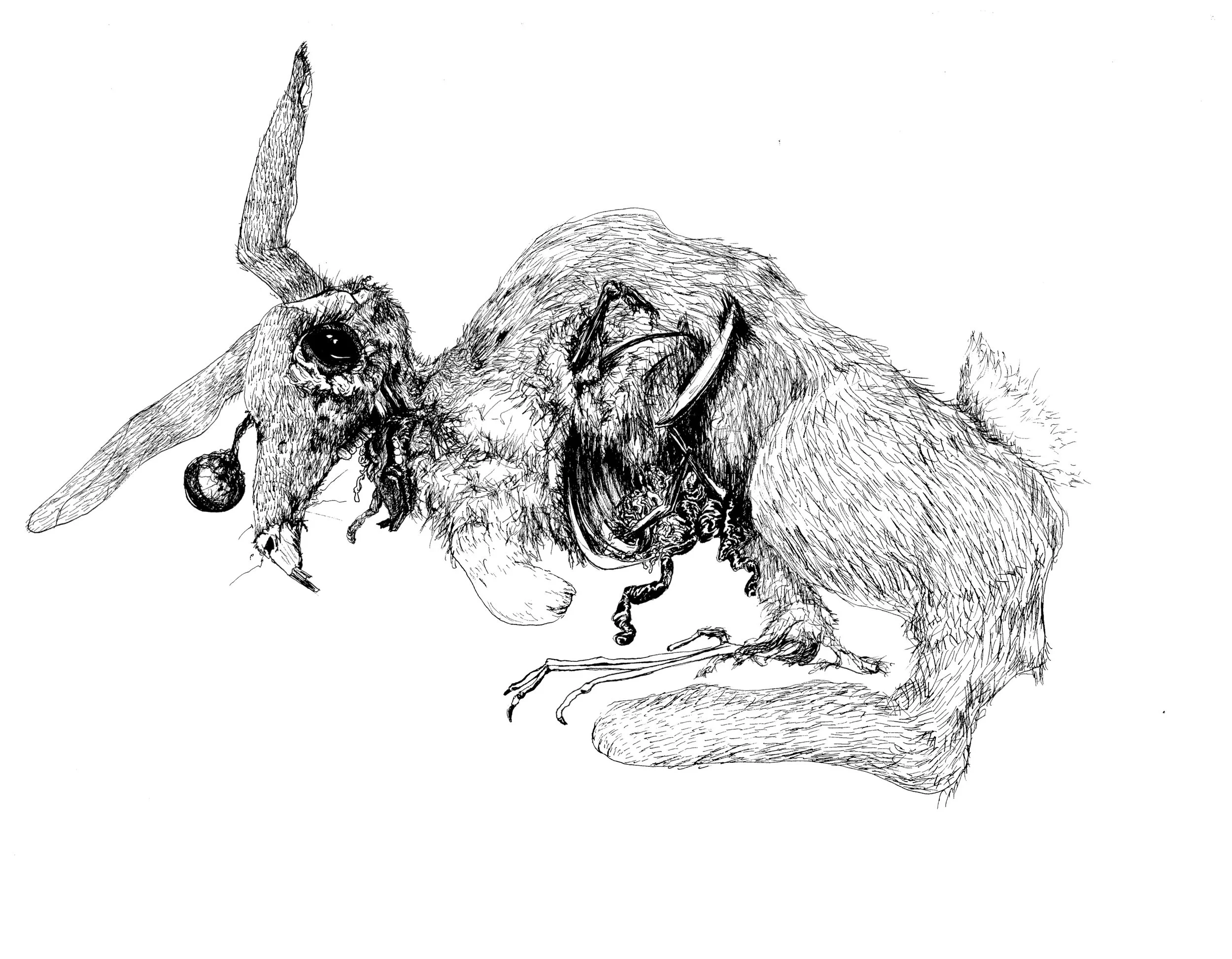 2024rabbit.jpeg