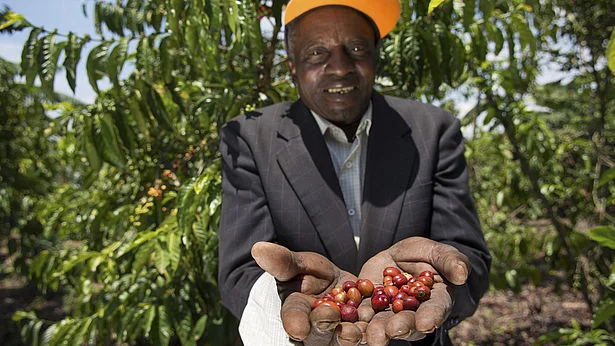 Ankole Coffee Producers Cooperative Union (ACPCU)