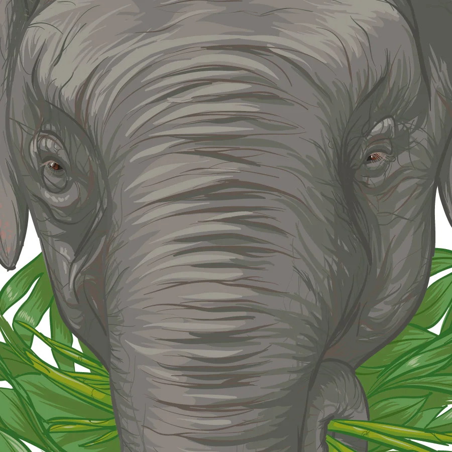 web-BBC-wildlife-elephant-close-up.jpg