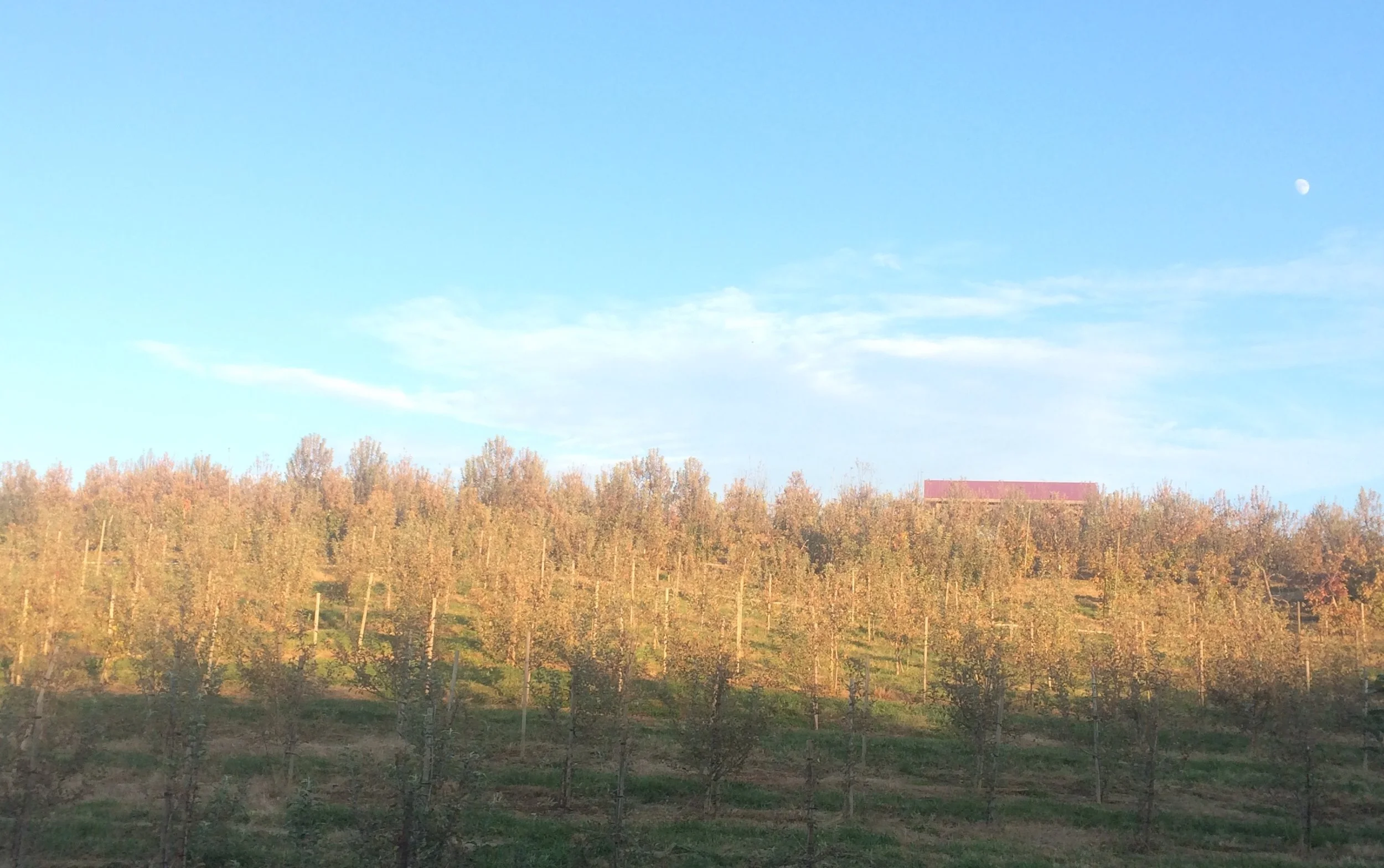 orchard.jpg